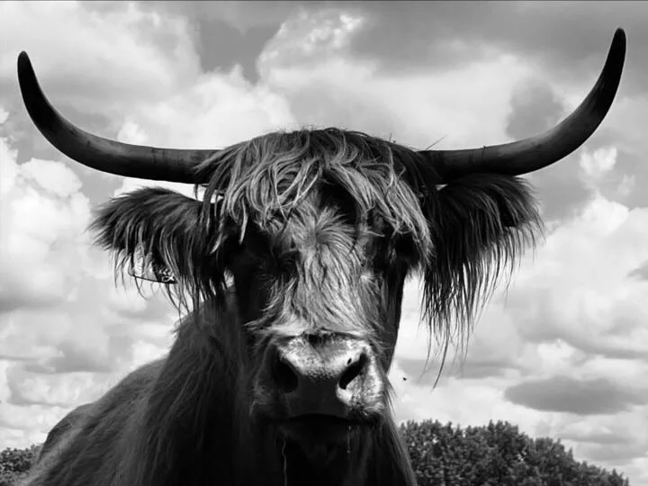 Black and White Bull