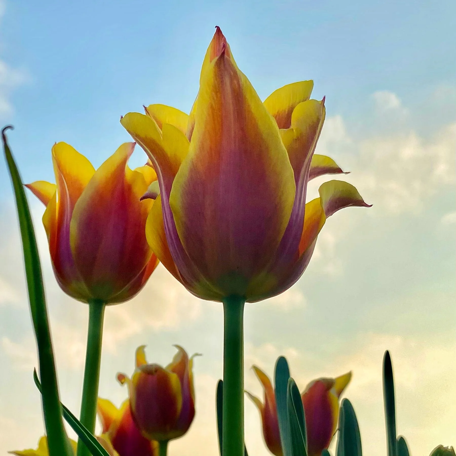 Red and Yellow Tulip