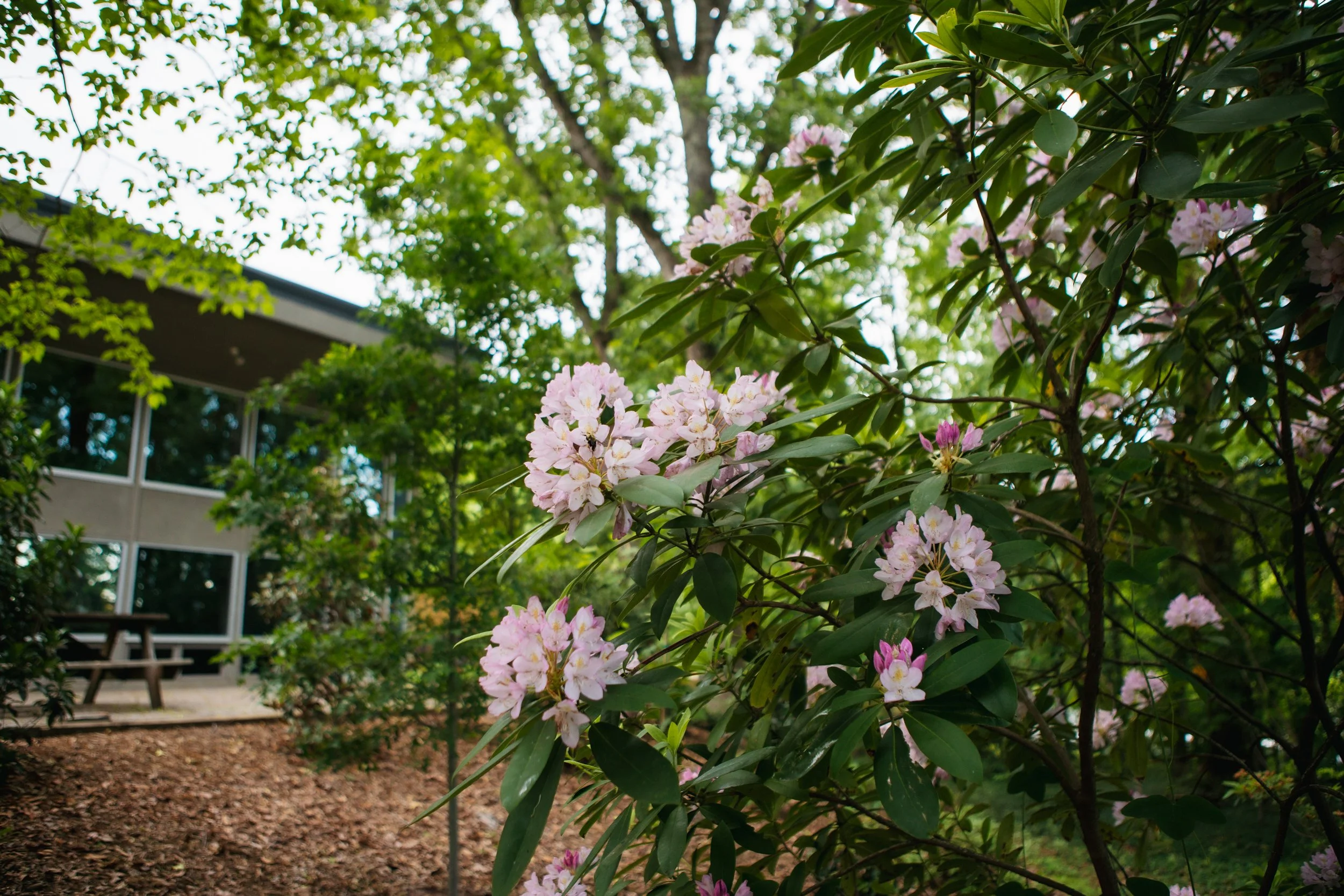 light pink flowers capture the camera's focus but the concrete patio of Piedmont Unitarian Universalist Church, with its wooden picnic tables, can be glimpsed behind the lush foliage