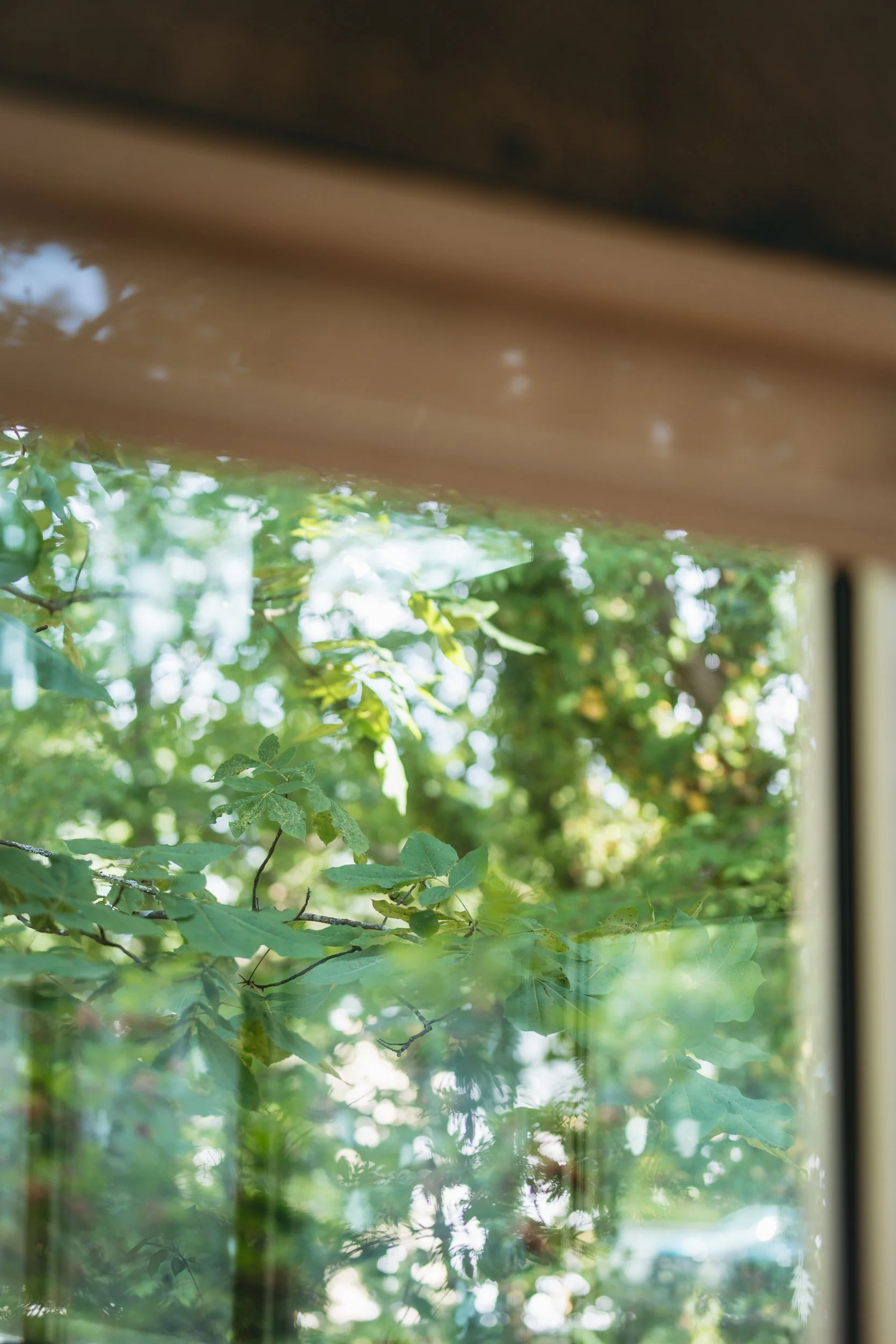 lush green leaves are seen through the shining pane of a window