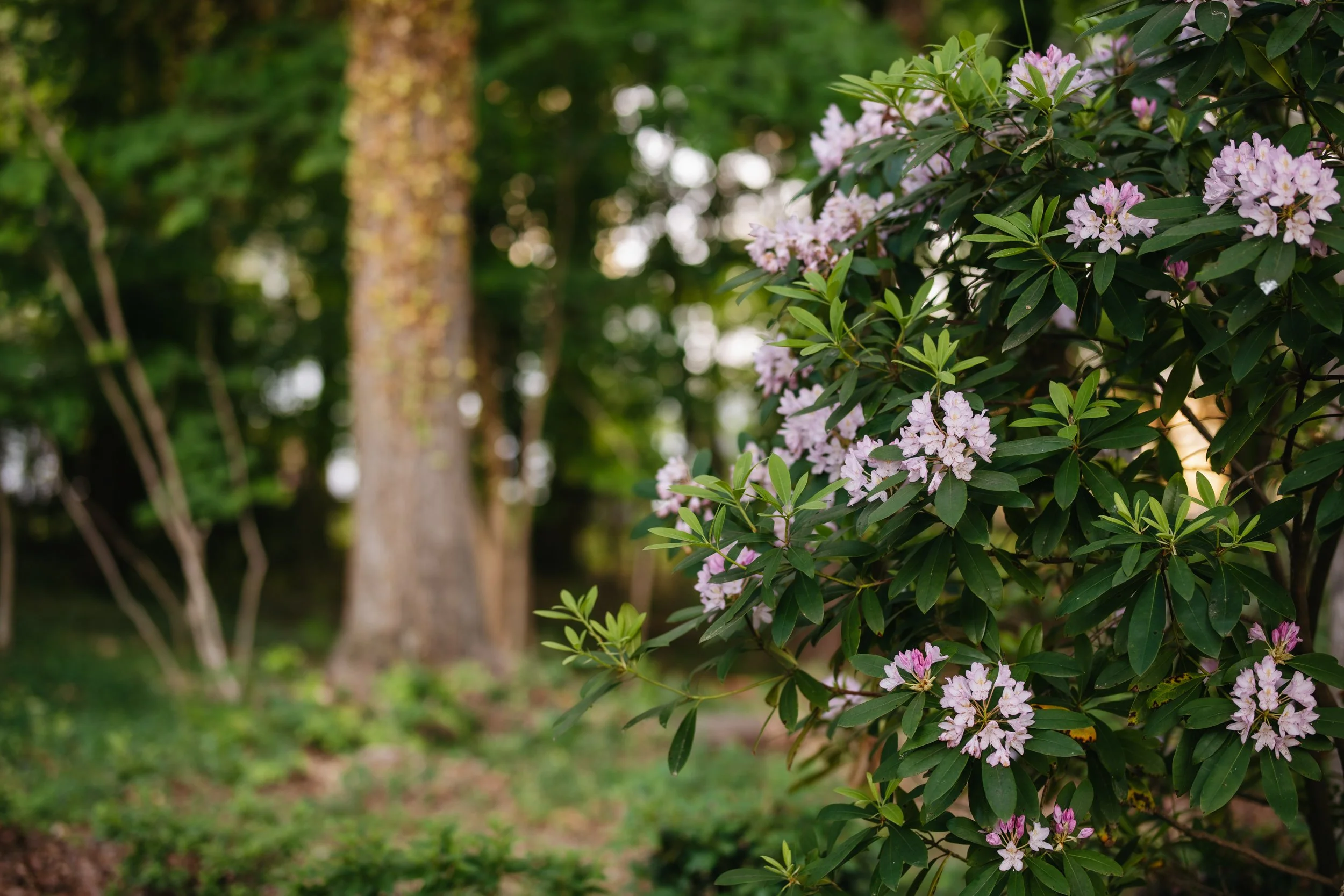 The property surrounding Piedmont Unitarian Universalist is lush with green trees that are punctuated with the bright colors of a variety of cultivated flowers