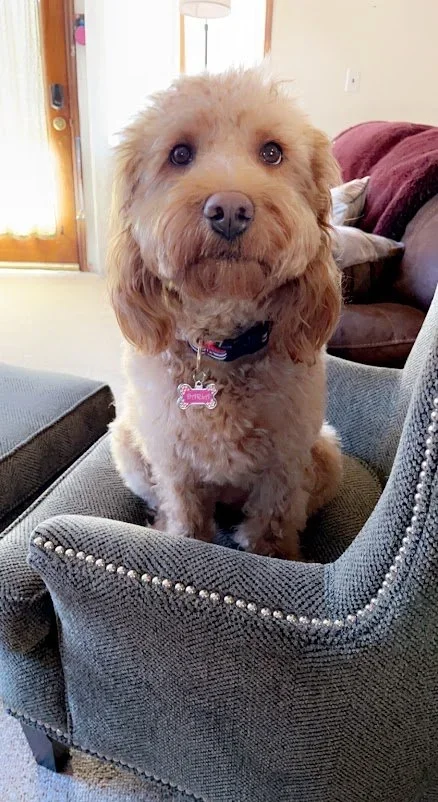 A cute, fluffy, tan-colored dog sitting on a gray armchair inside a home.