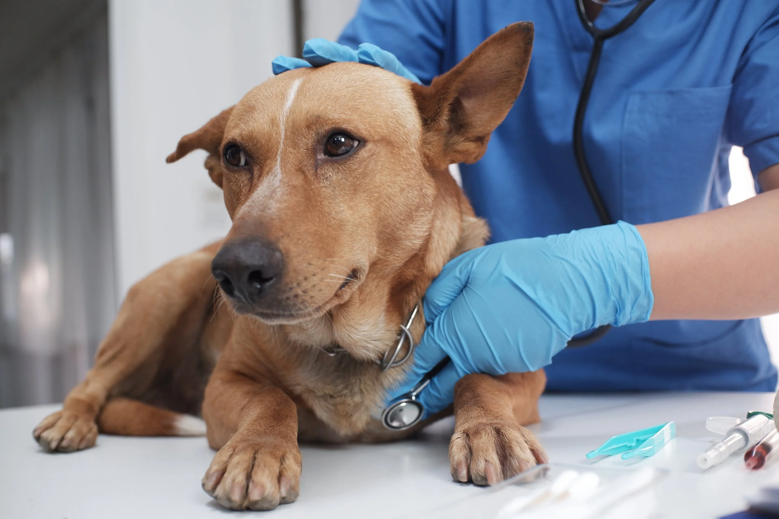 A rescue dog is examined by a veterinarian.