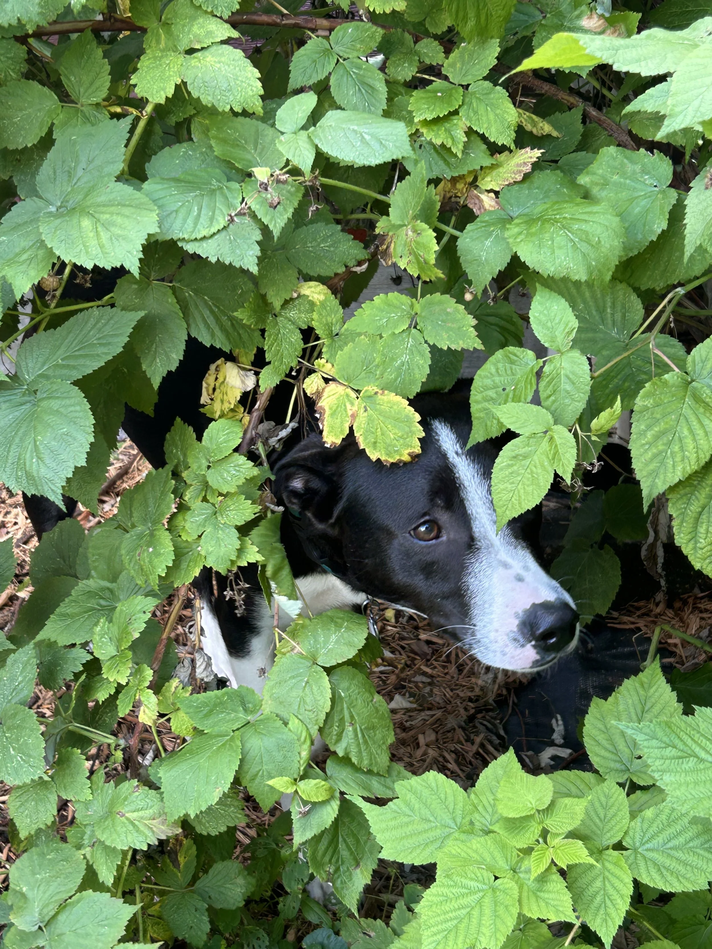 Your dog went missing: what do you do?