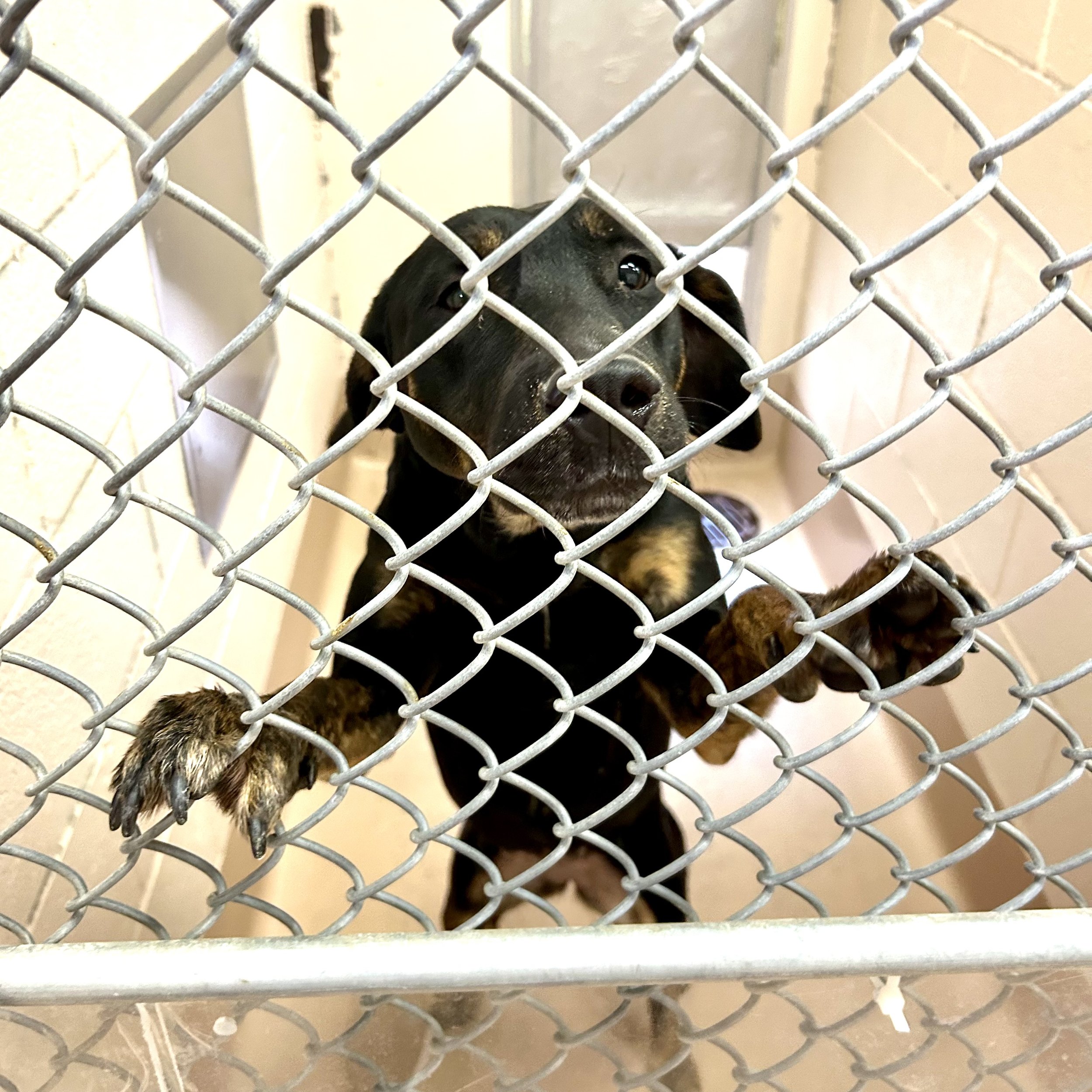 For dogs in Texas, money does not buy happiness