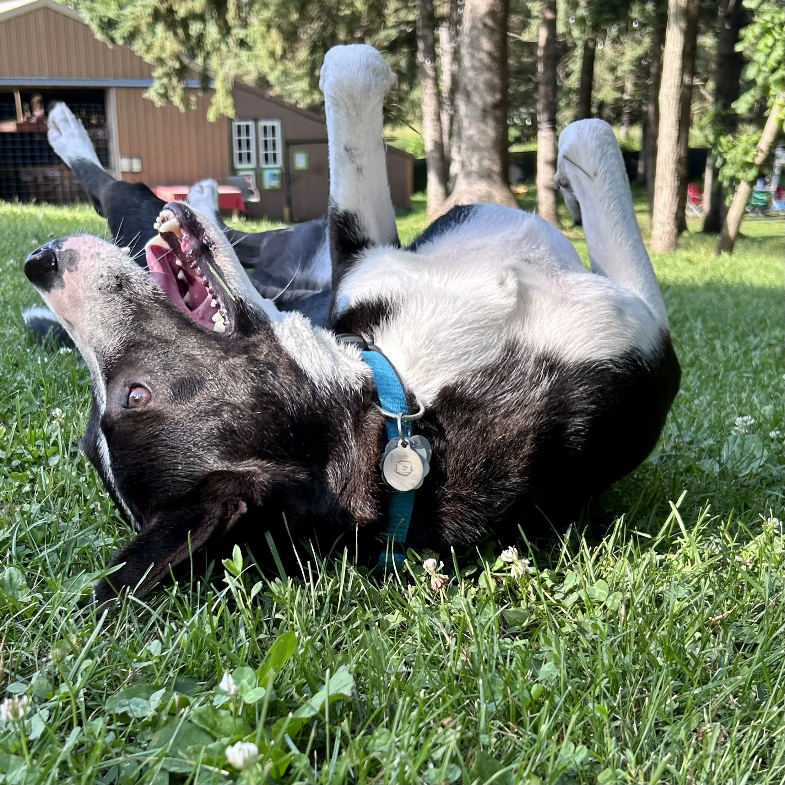 Is your yard making your dog sick?
