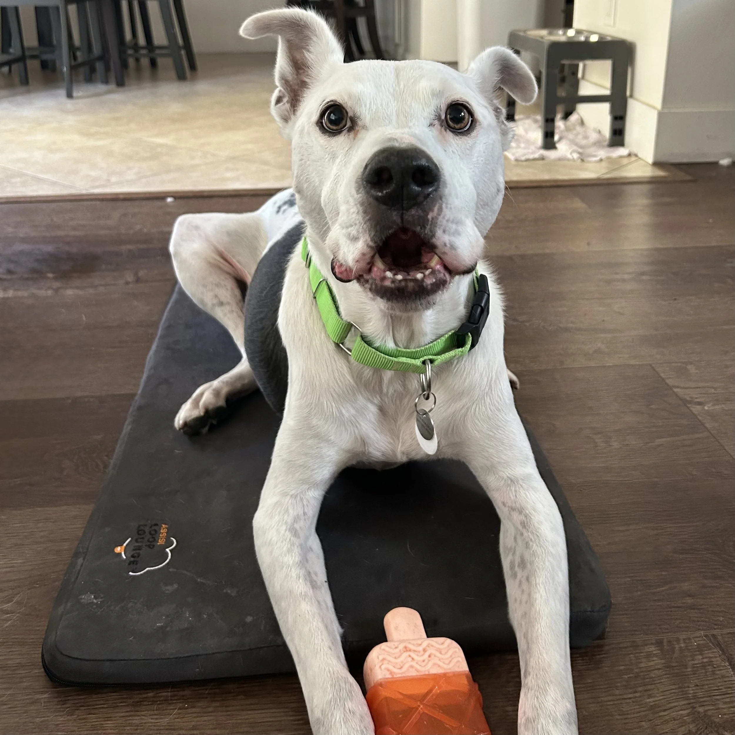 Dog rescue saved Howie