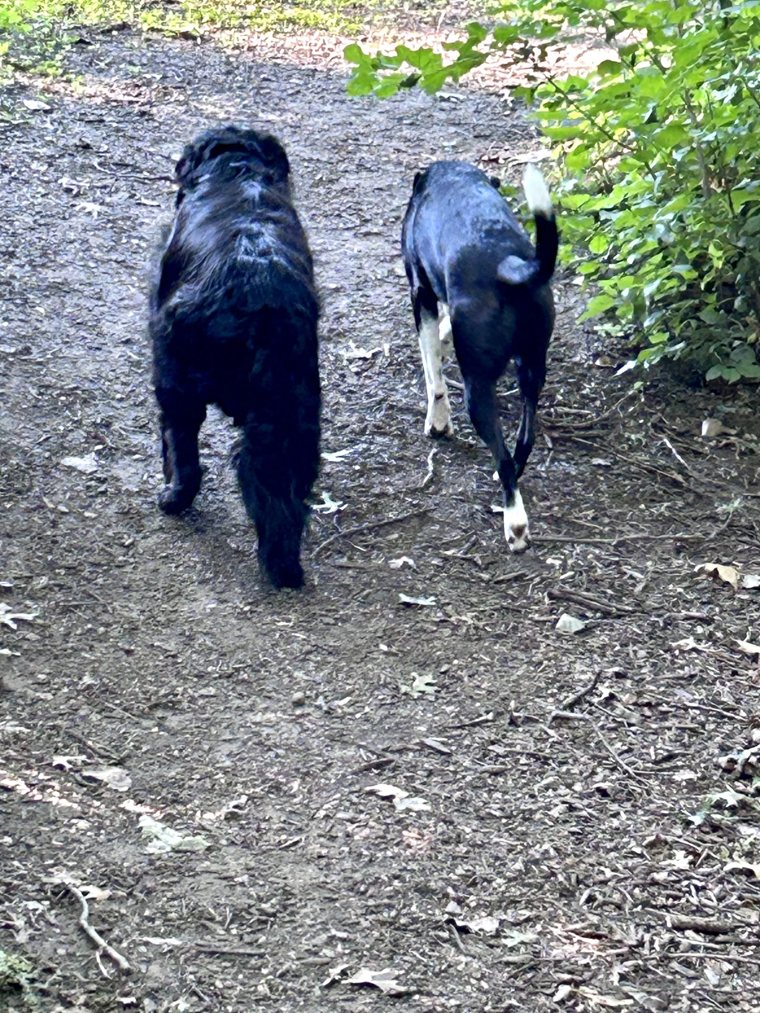 Side by side: dog rescue brought Rex and Harvey together.