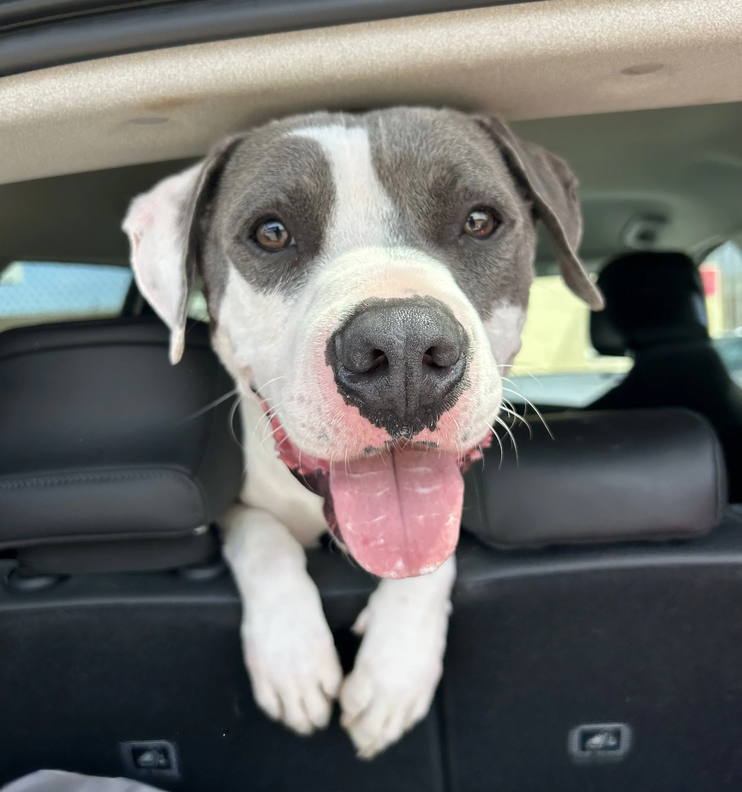 Social media helped Hunk get adopted