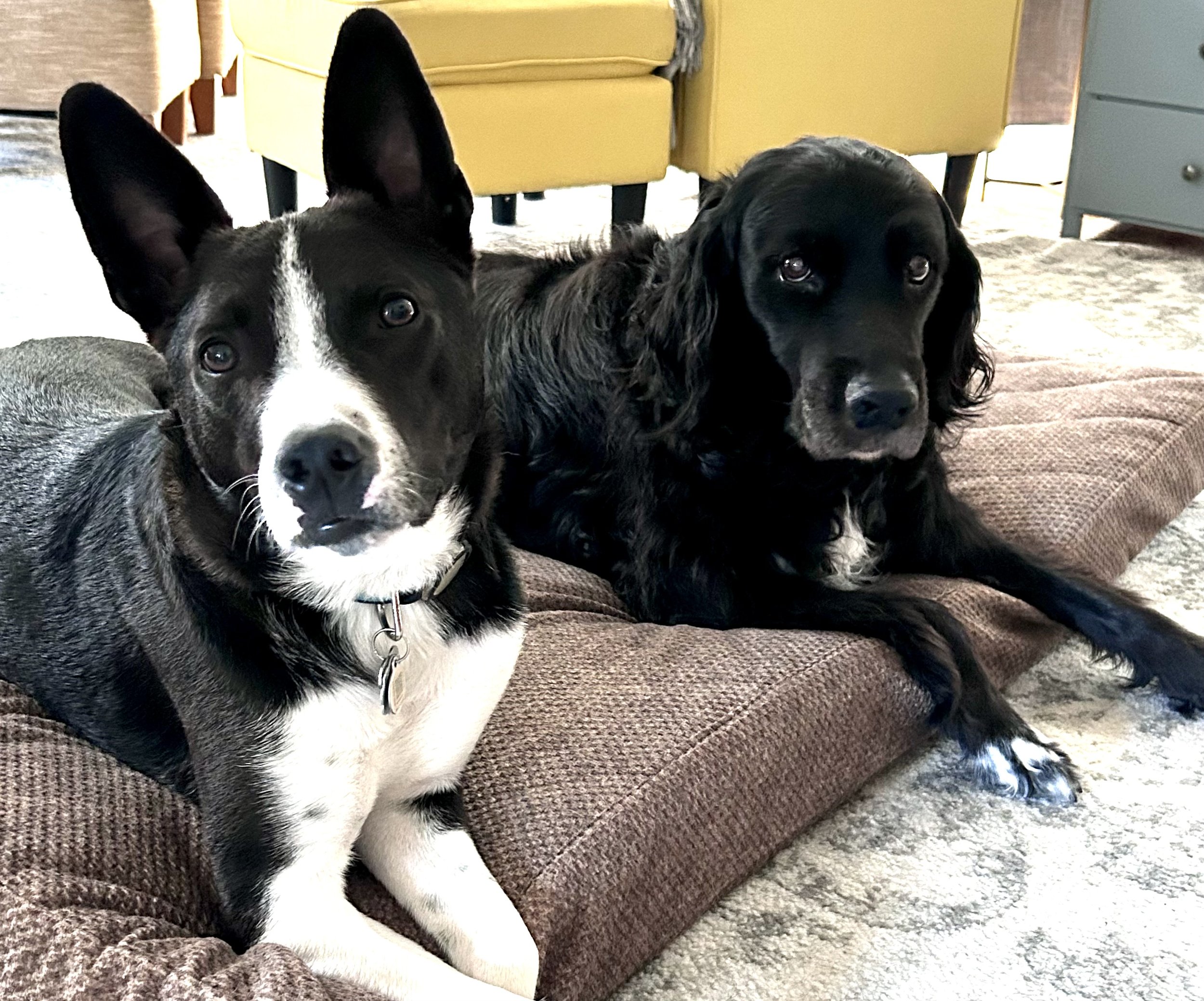Adopted dogs Rex and Harvey are happiest together.