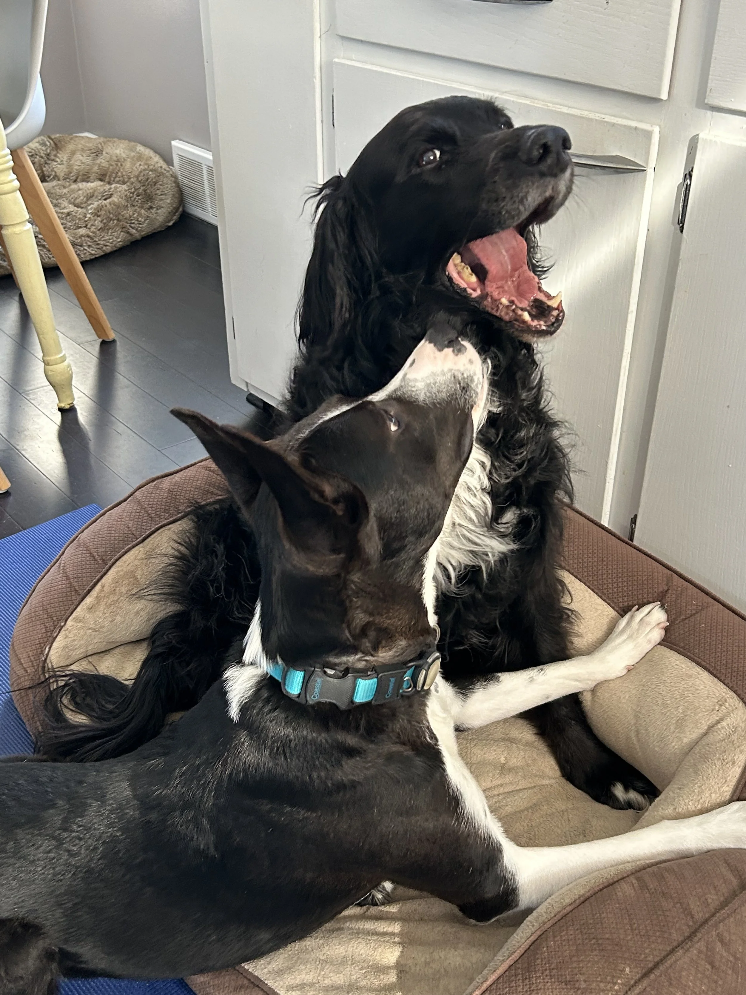 There's no greater reward than seeing rescued dogs thrive.