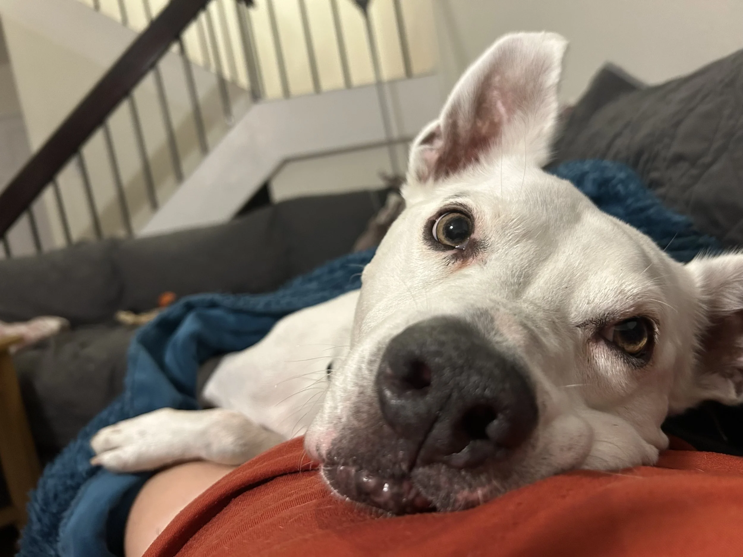 Dog adoption changed Howie's life
