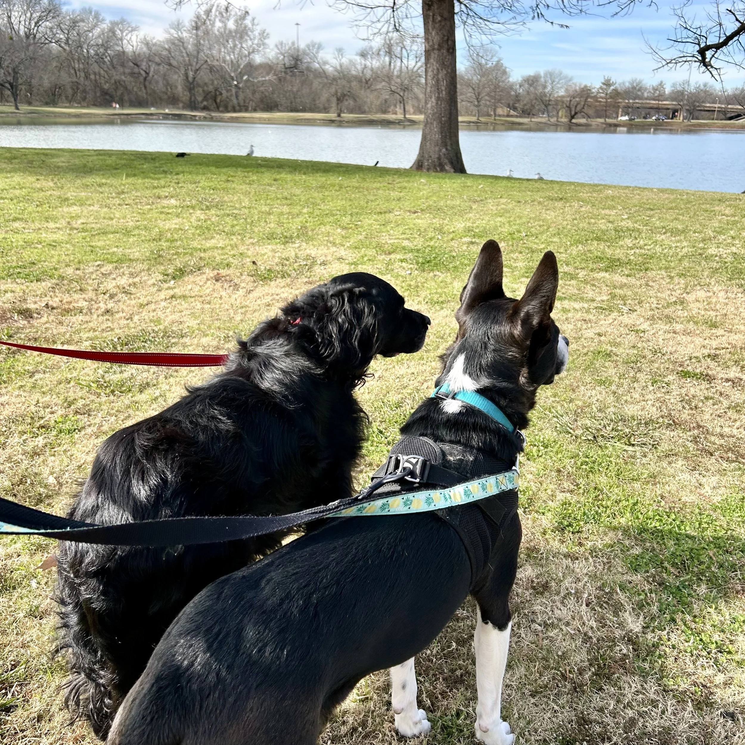 Rex was a comfort to foster dog Harvey