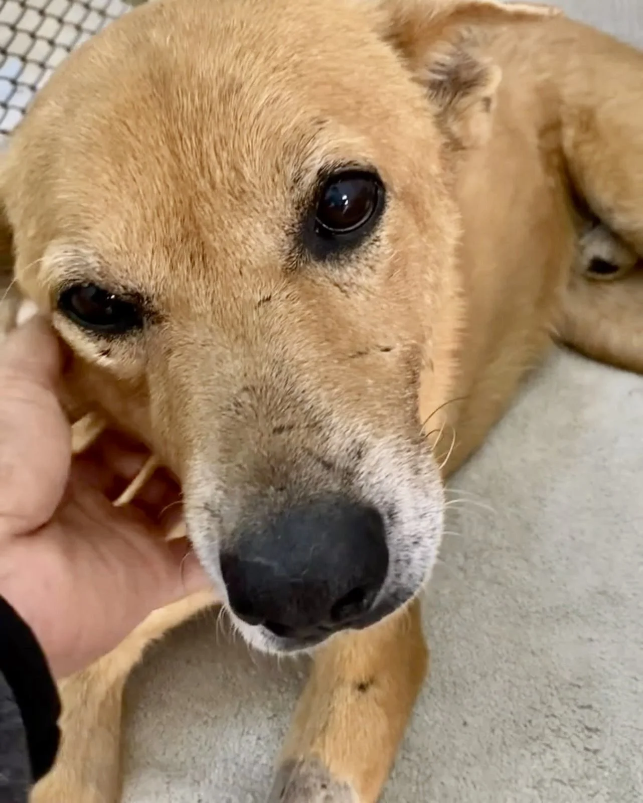 Animal advocacy prevents cruelty to dogs like Max.
