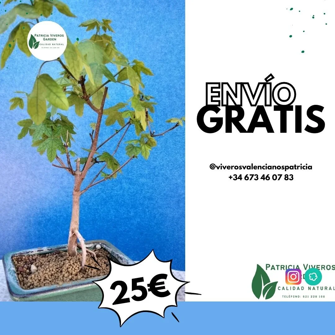 &iexcl;Ll&eacute;vate un bons&aacute;i Arce de Montpellier con env&iacute;o gratis! 
📦🚚🌱

PVP= 25&euro; 🏷️
ENV&Iacute;O GRATIS 🚚
Link en historias.

#bons&aacute;i #arce #montpellier #ahorra #compra #env&iacute;o #gratis #branding #vivero #natur
