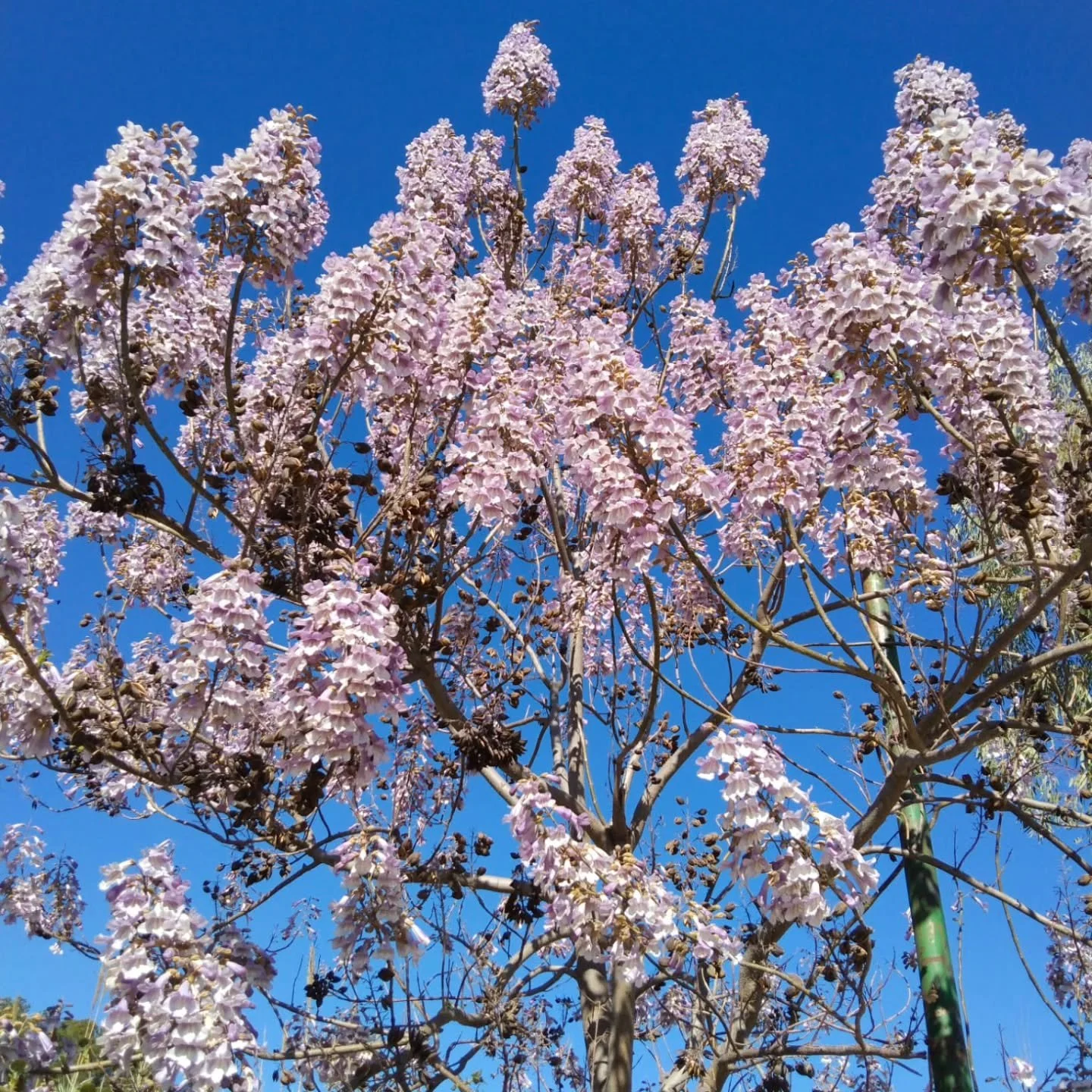 Iniciamos la campa&ntilde;a de PAULOWNIAS 2025.