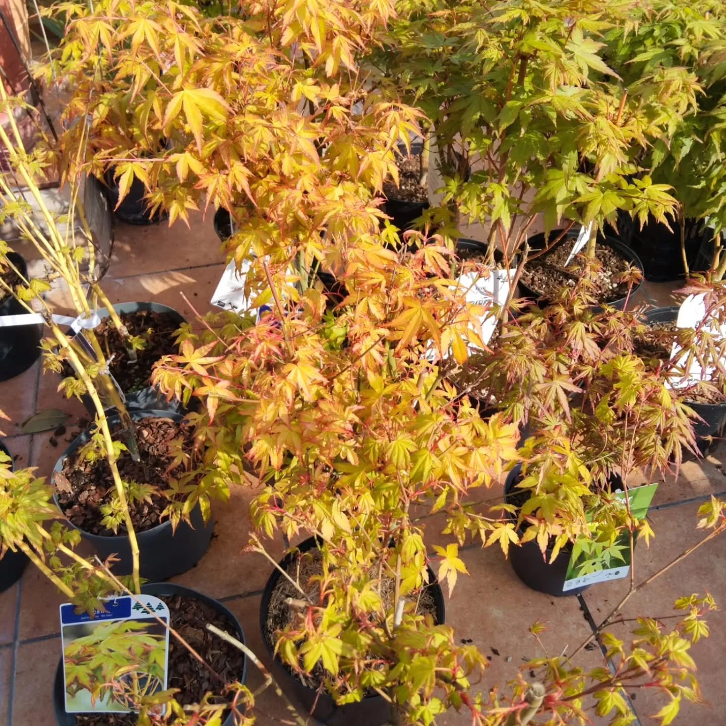 &iexcl;Despierta la primavera en tu jard&iacute;n con la espectacular explosi&oacute;n de color del Acer palmatum! Sus hojas se transforman en una sinfon&iacute;a de tonos rojizos, naranjas y dorados, creando un rinc&oacute;n &uacute;nico de belleza 