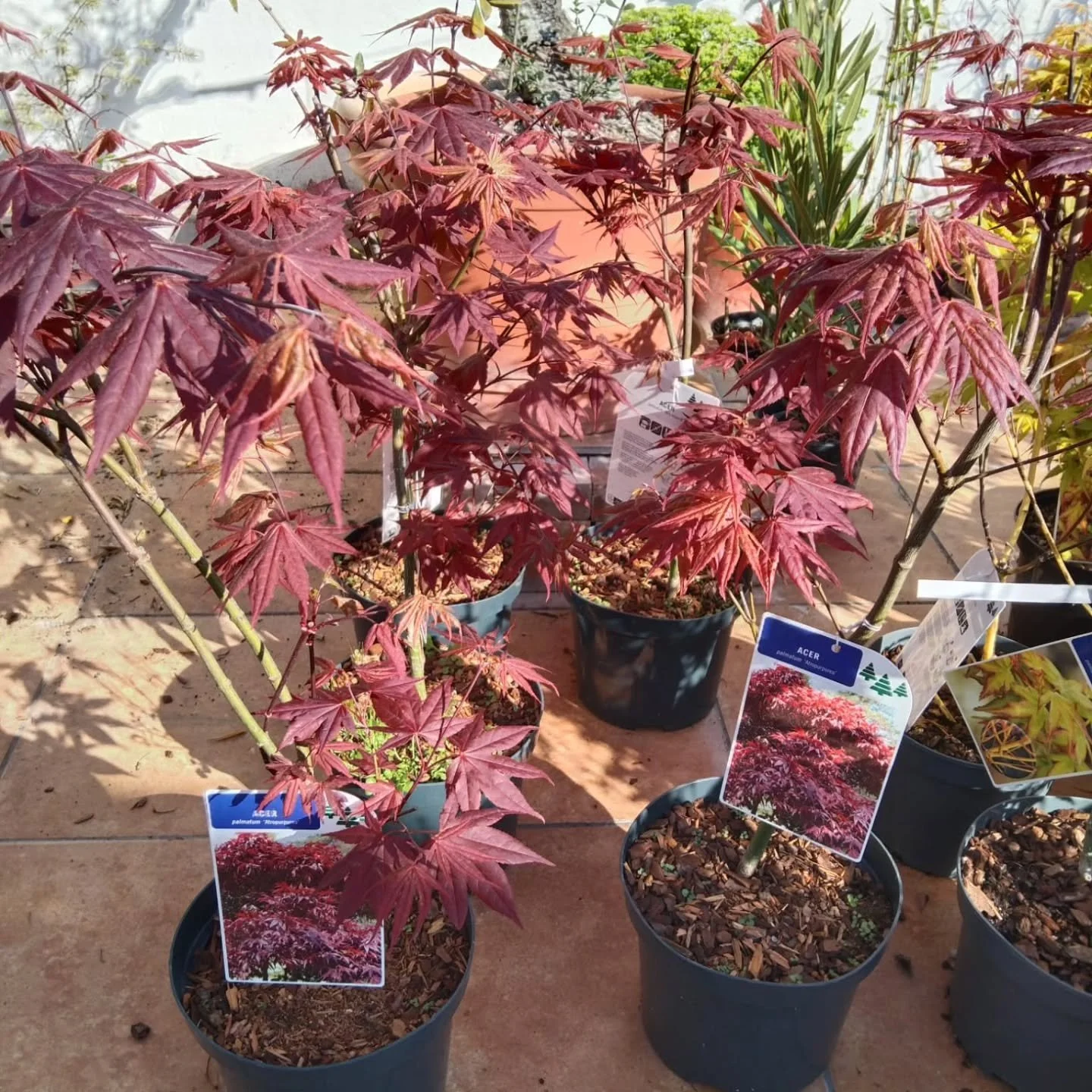 Ejemplares de Acer Palmatum Atropurpureum. Explosi&oacute;n de color.