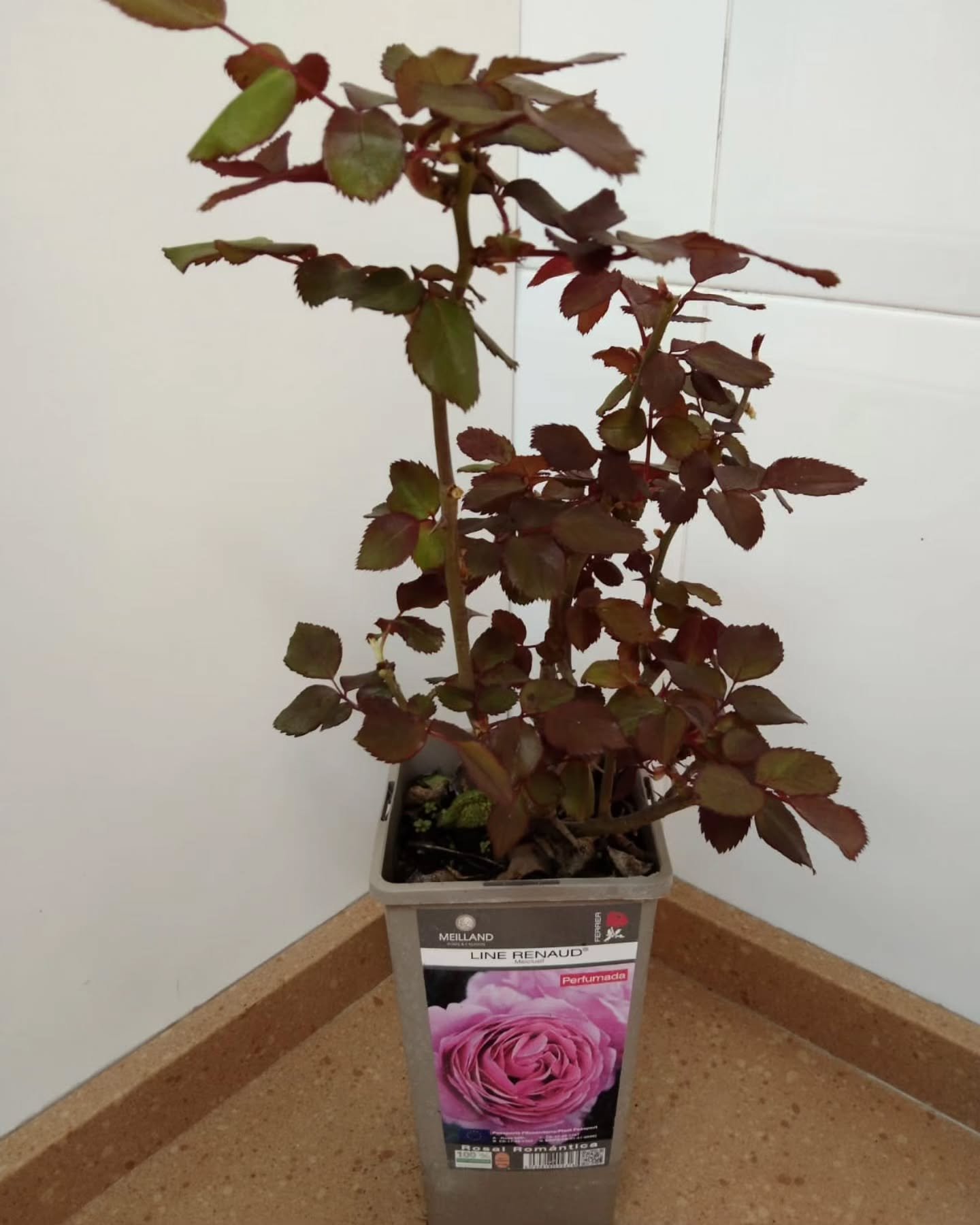 Rosal perfumado de colecci&oacute;n &quot;Line Renaud&quot;
Rosales de calidad Premium