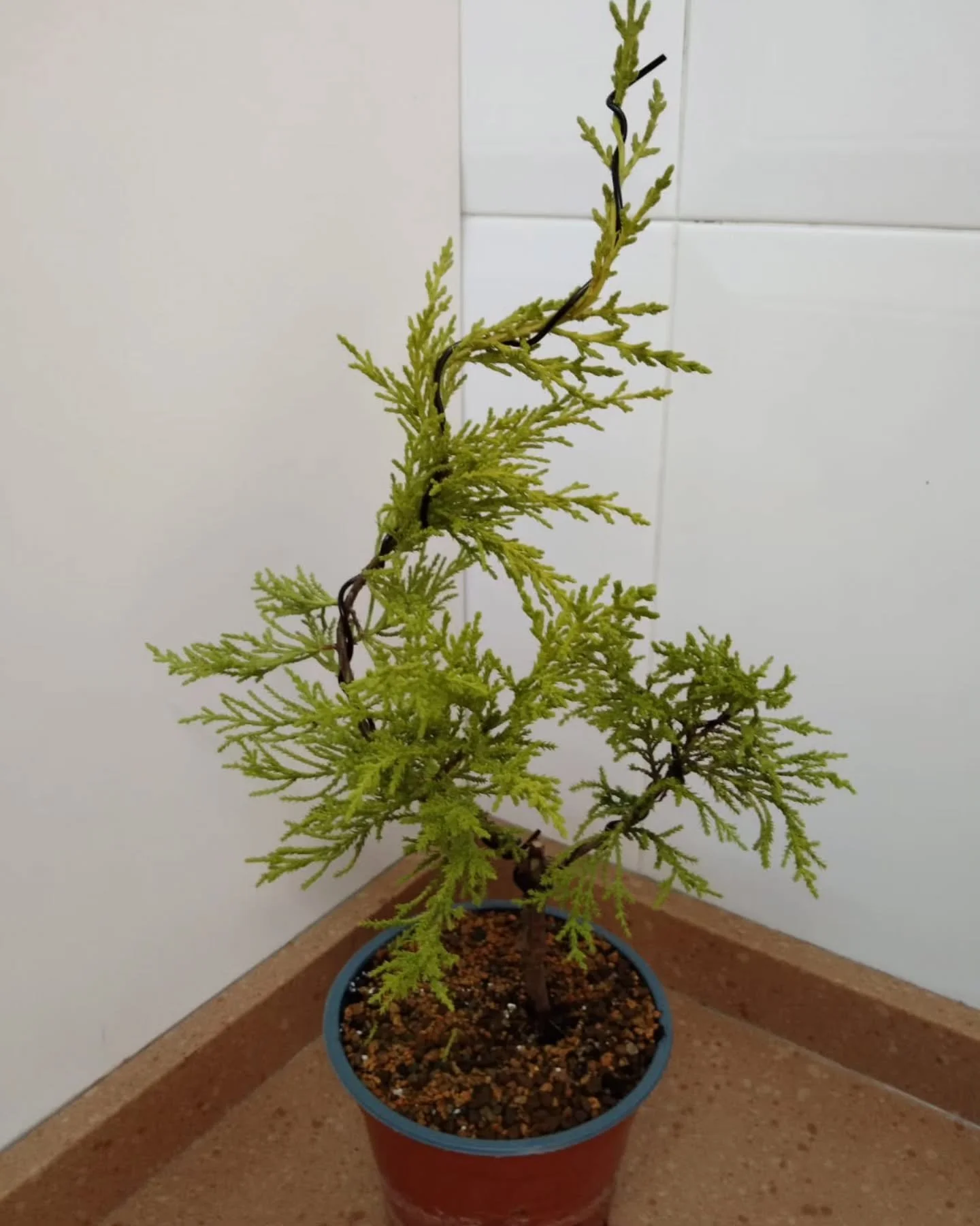 Prebons&aacute;i Cipr&eacute;s Lim&oacute;n