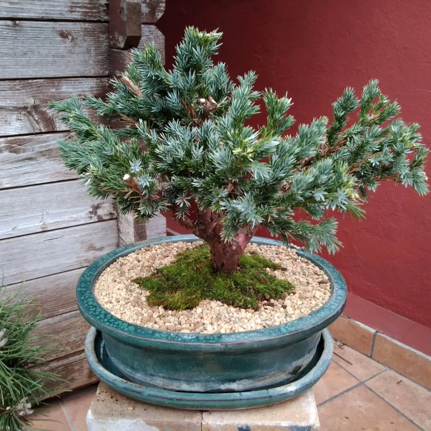 Precioso bons&aacute;i Juniperus Squamata &quot;Meyeri&quot;
Disponemos de muchos ejemplares de Bons&aacute;i de distintas variedades. 
Preg&uacute;ntenos sin compromiso.