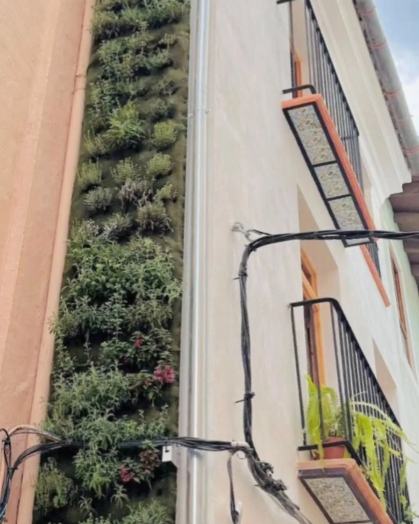 Meritorio y precioso jard&iacute;n vertical realizado con arom&aacute;ticas de Patricia Viveros en X&aacute;tiva por nuestro cliente y artista Josep. Gran trabajo Josep!! Enhorabuena!!