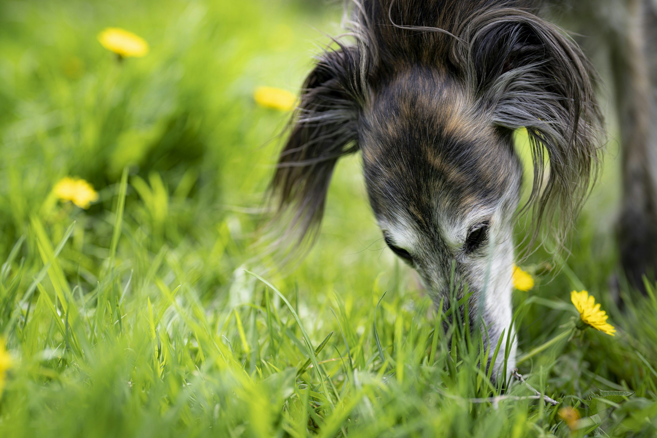 Why Do Dogs Eat Grass?
