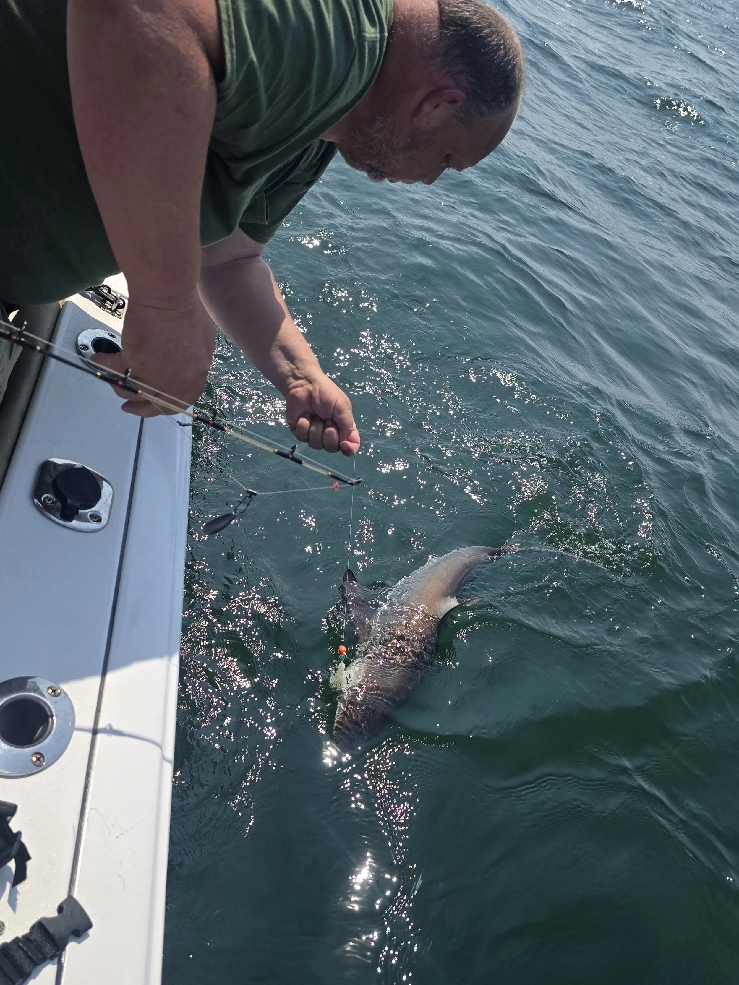 Atlantic Sharpnose Shark
