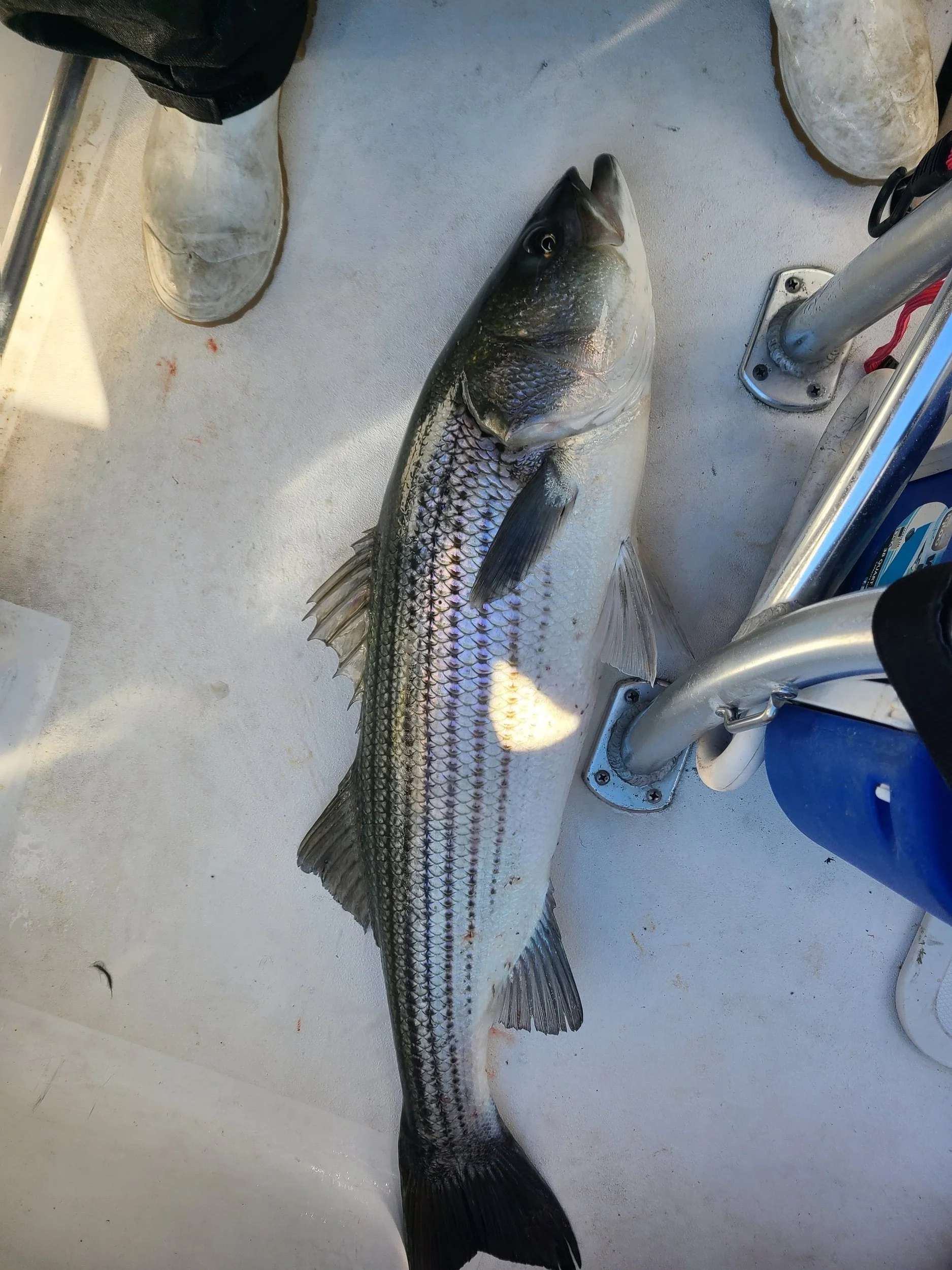 Large striped bass fish lying on the deck of a boat