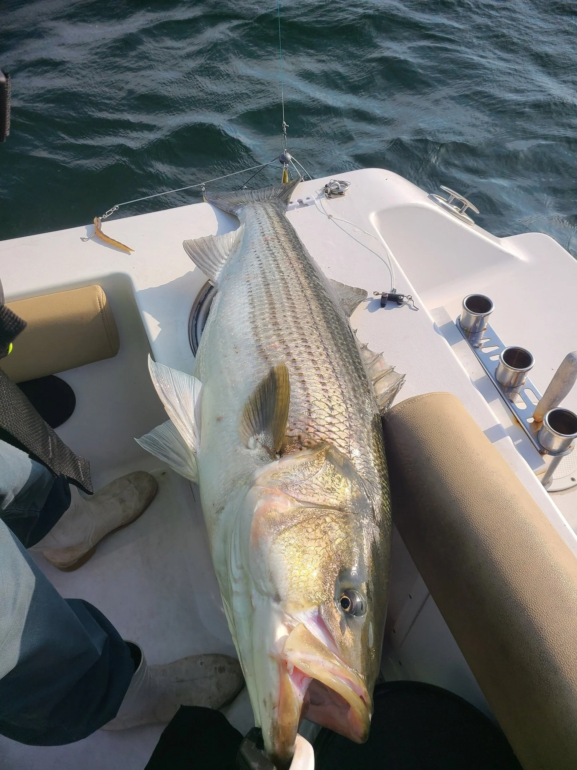 A large striped bass fish lying on the deck of a boat, caught while fishing in the water.