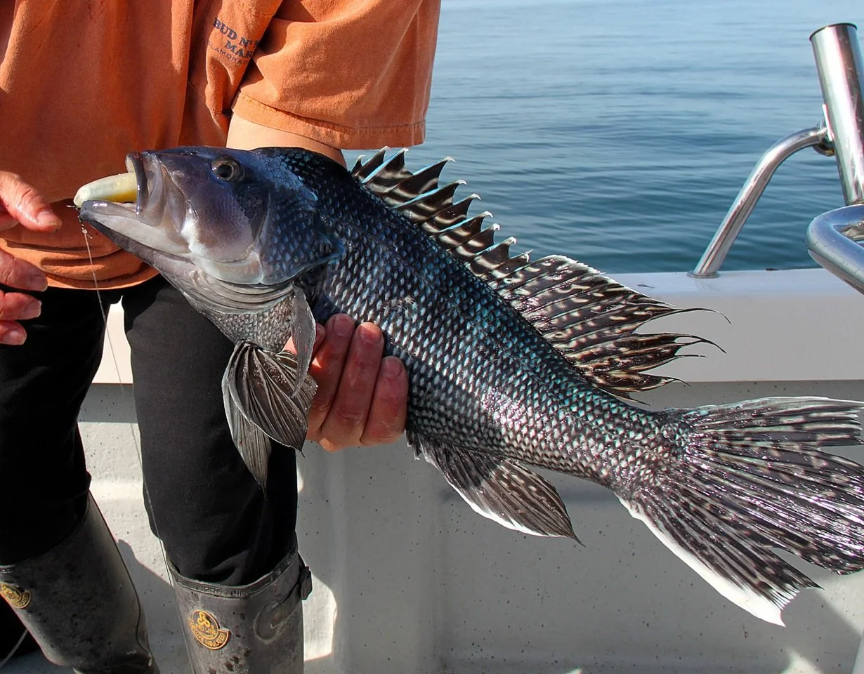 2026 NJ Black Sea Bass Regulations 