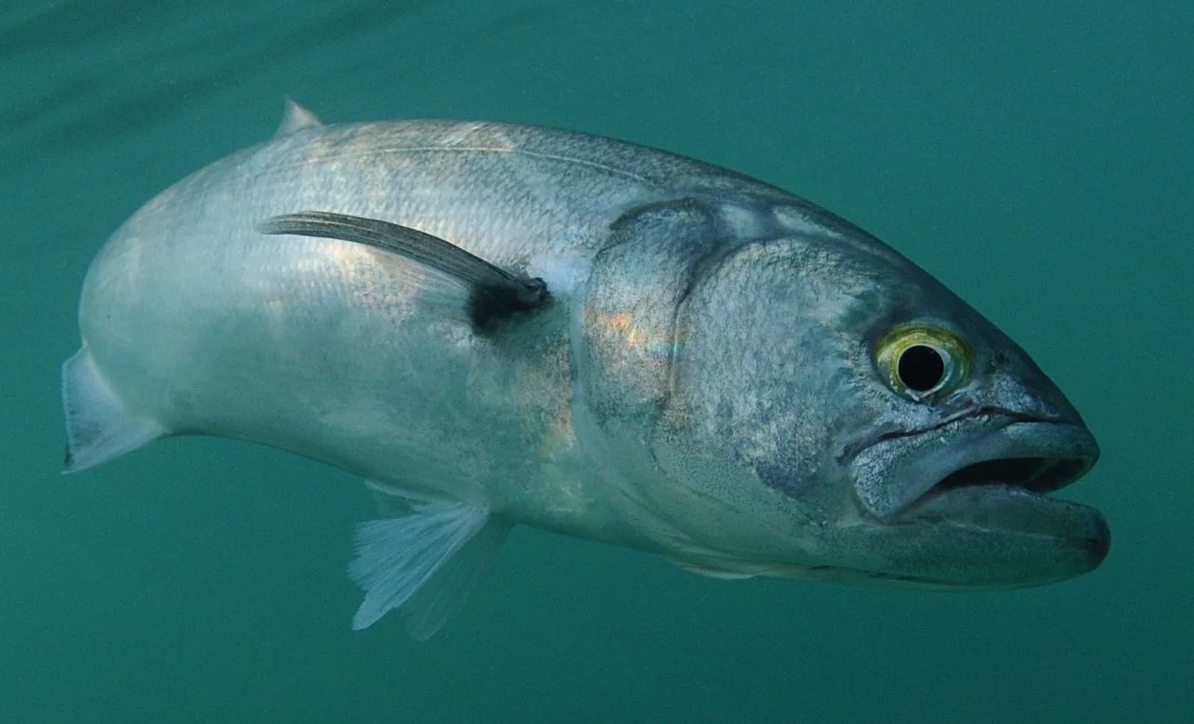 A Beginner’s Guide for Fishing and Catching LBI Bluefish