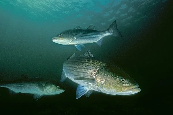 A Beginner’s Guide for LBI Striped Bass Fishing