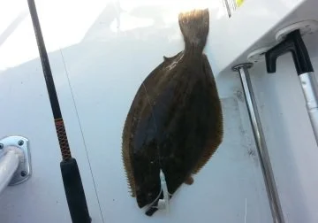 Summer Flounder aka Fluke