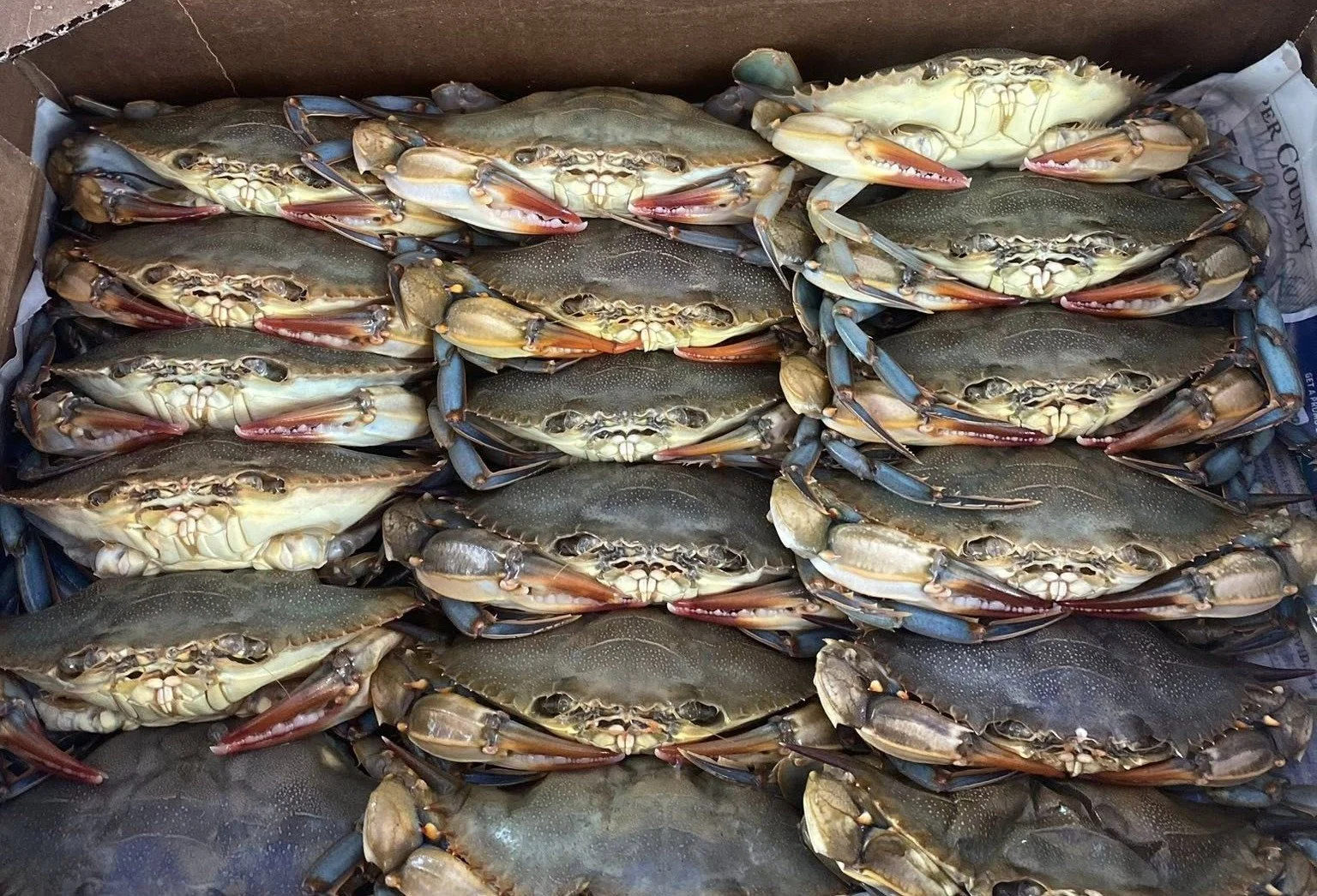 Soft Shell Crabs