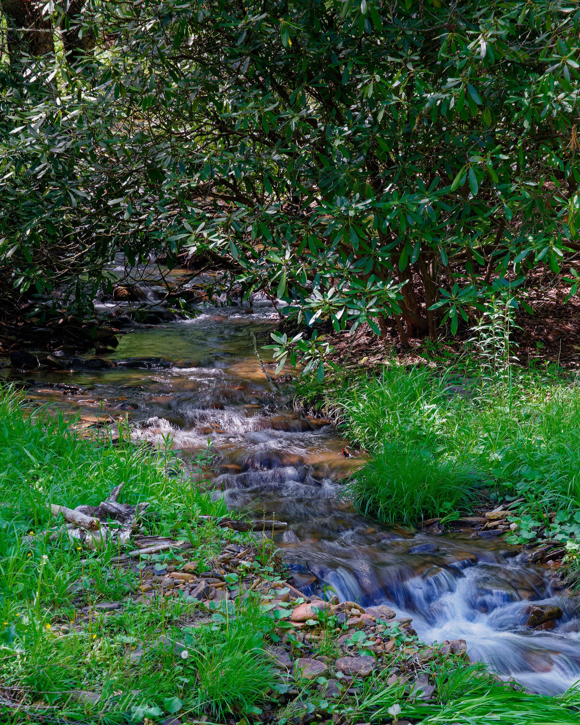 A Quiet Mountain Stream