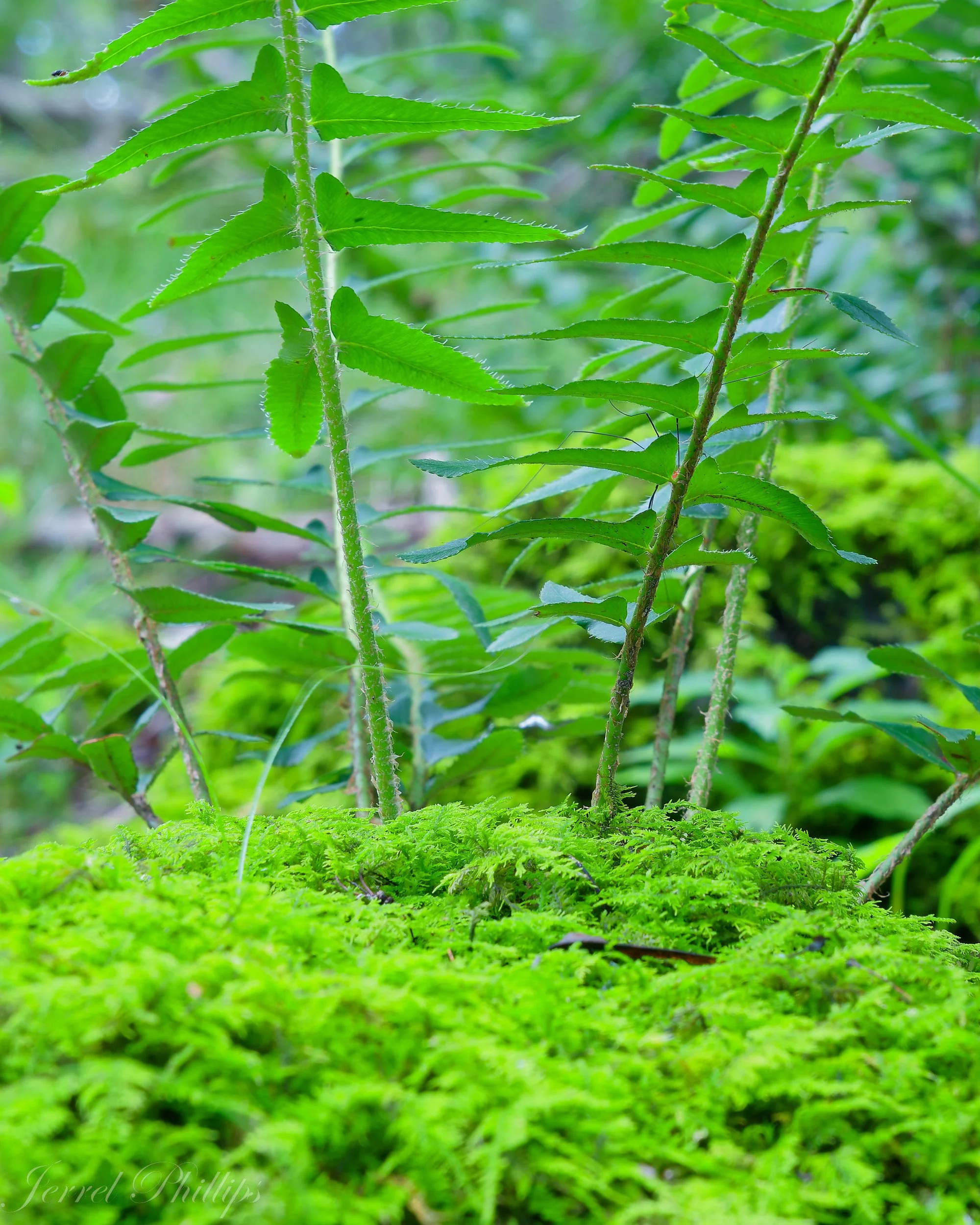 A Miniature World in which Ferns Stand Tall