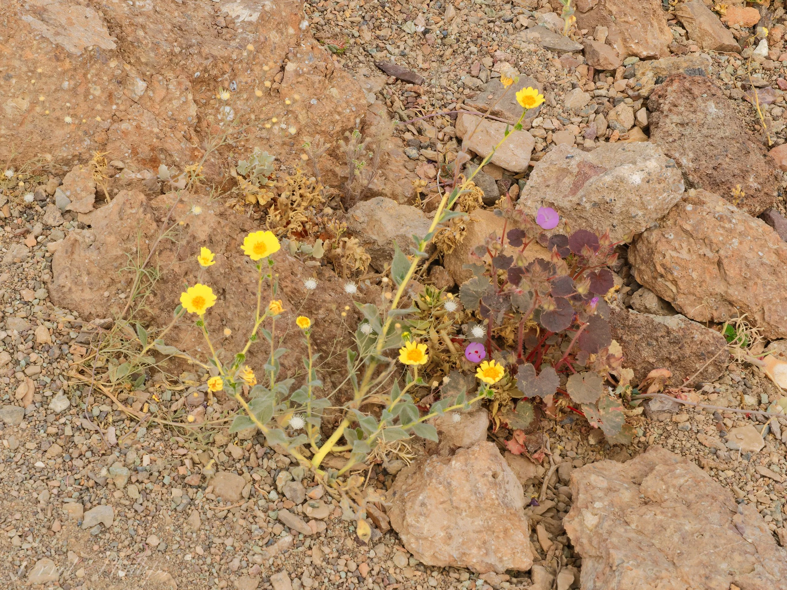 Death Valley Wildflowers