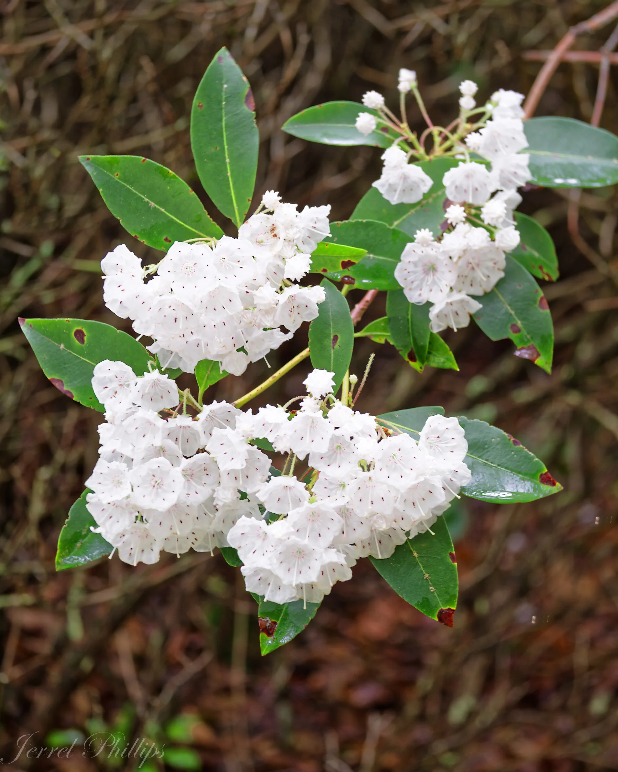 White Mountain Laurel