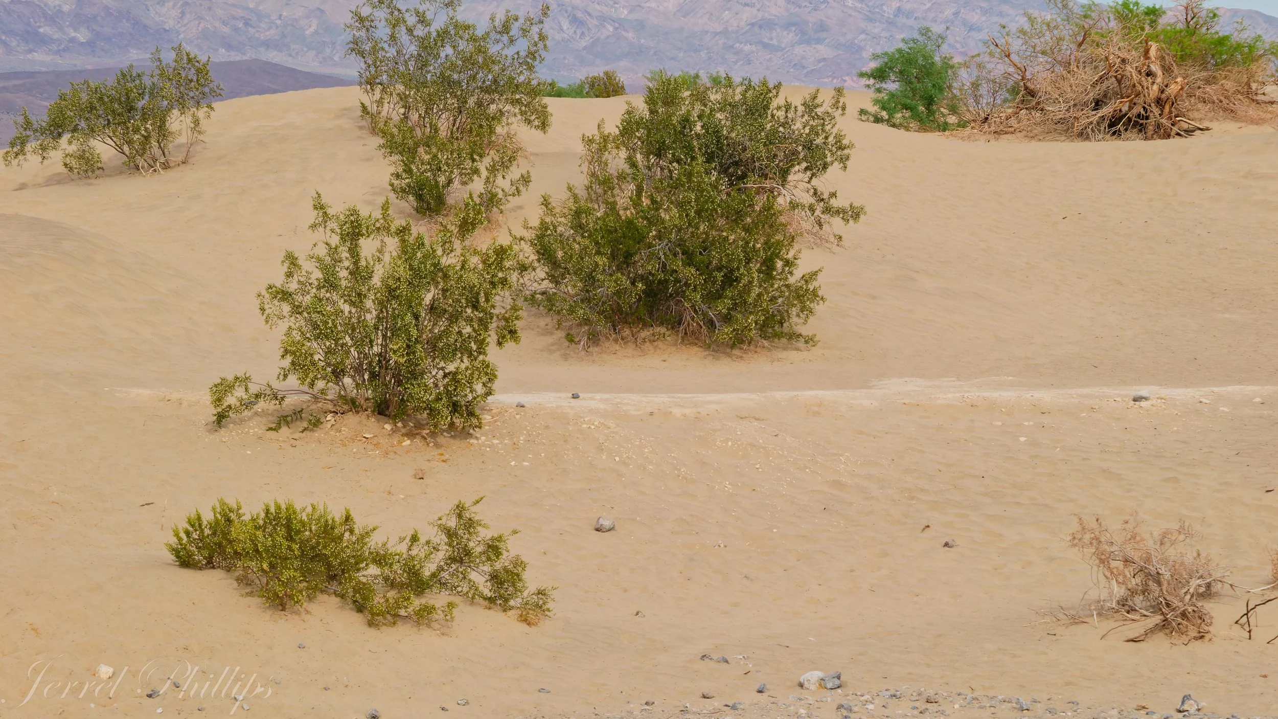 Mesquite Flat Sand Dunes--Death Valley National Park