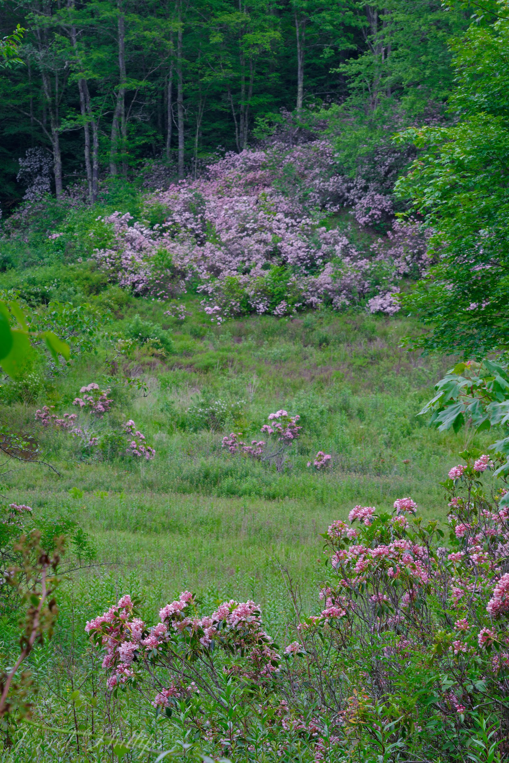 Pink Mountain Laurel in Field