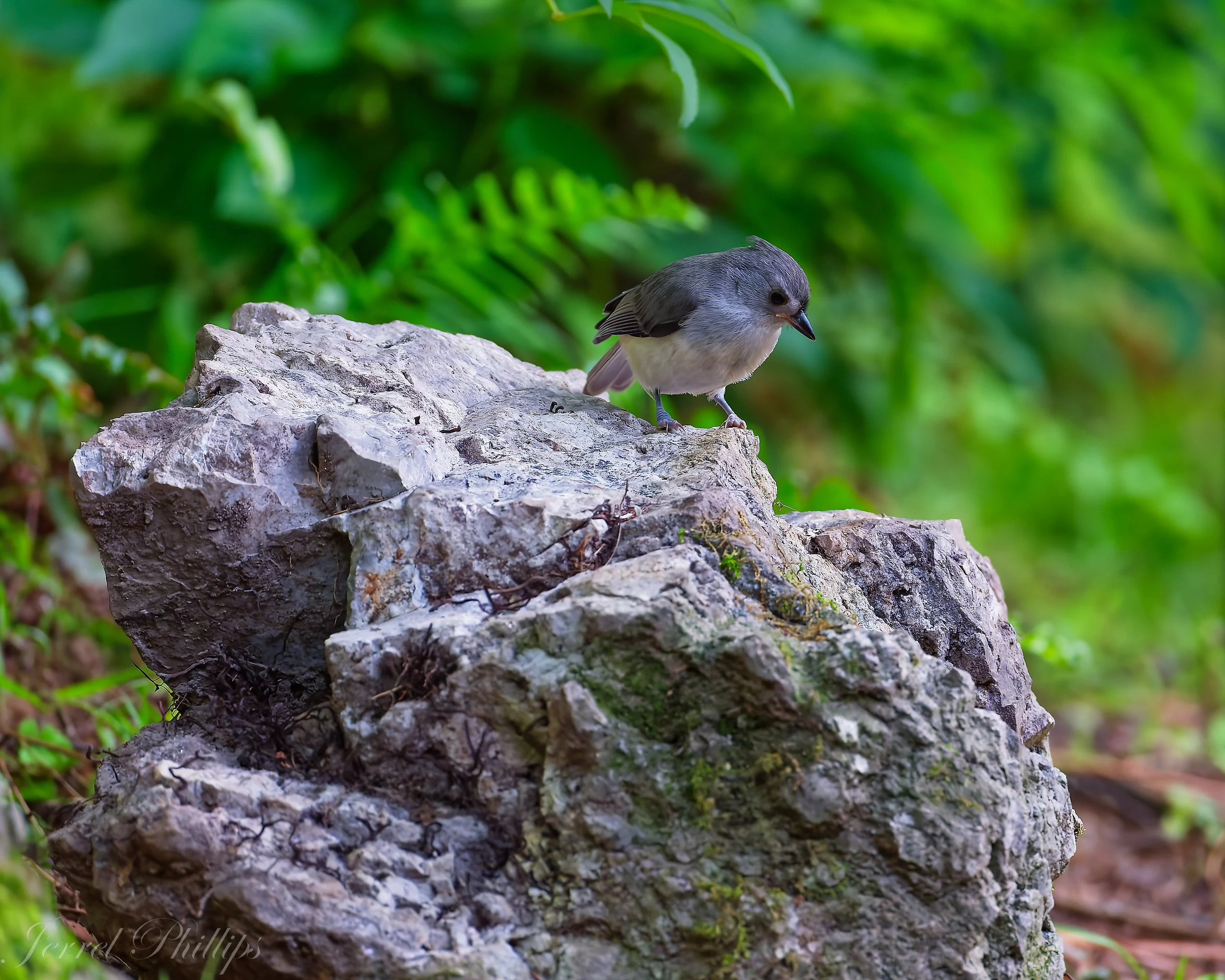 Titmouse in Contemplation