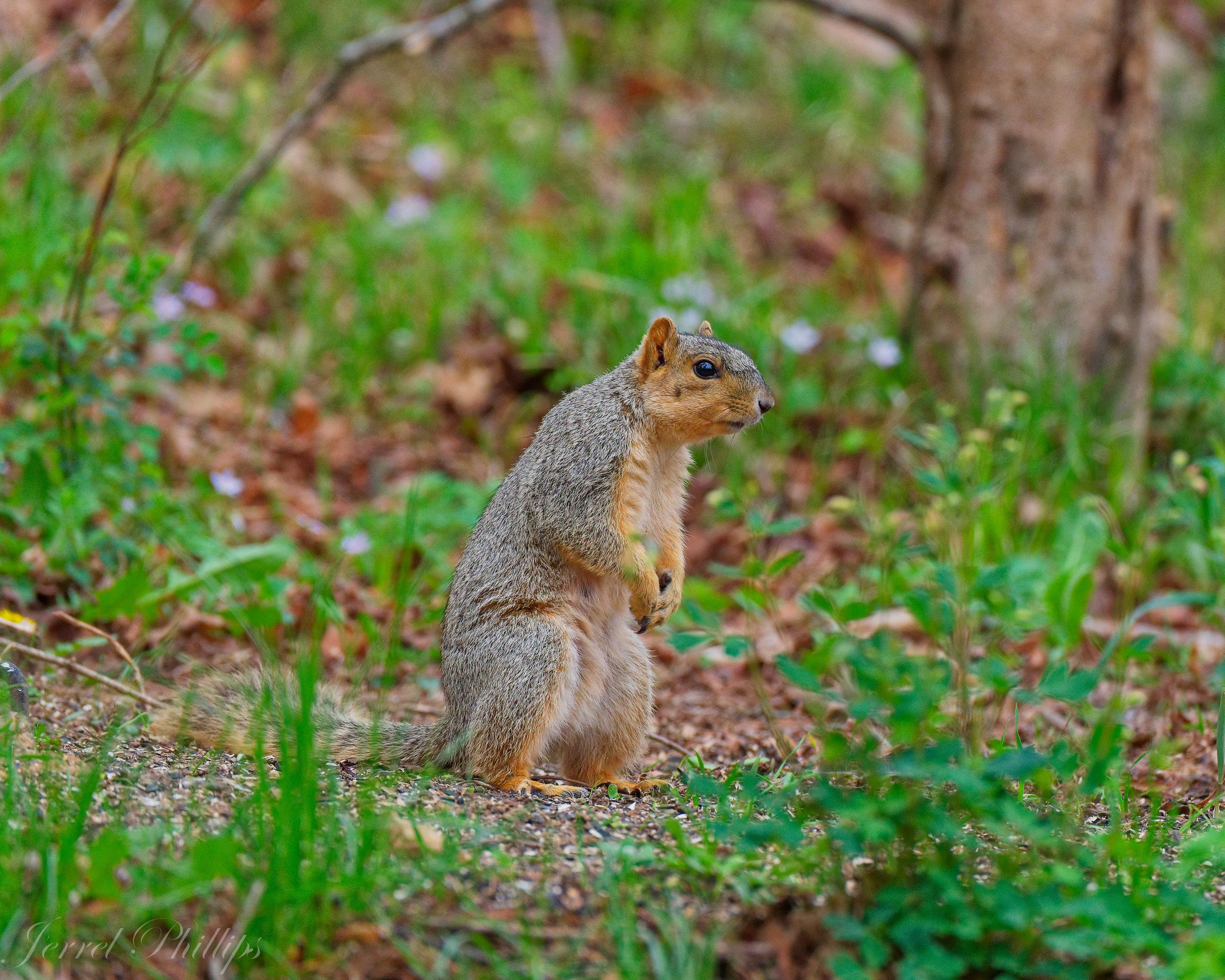 Fox Squirrel, Lovingly Named "Red"