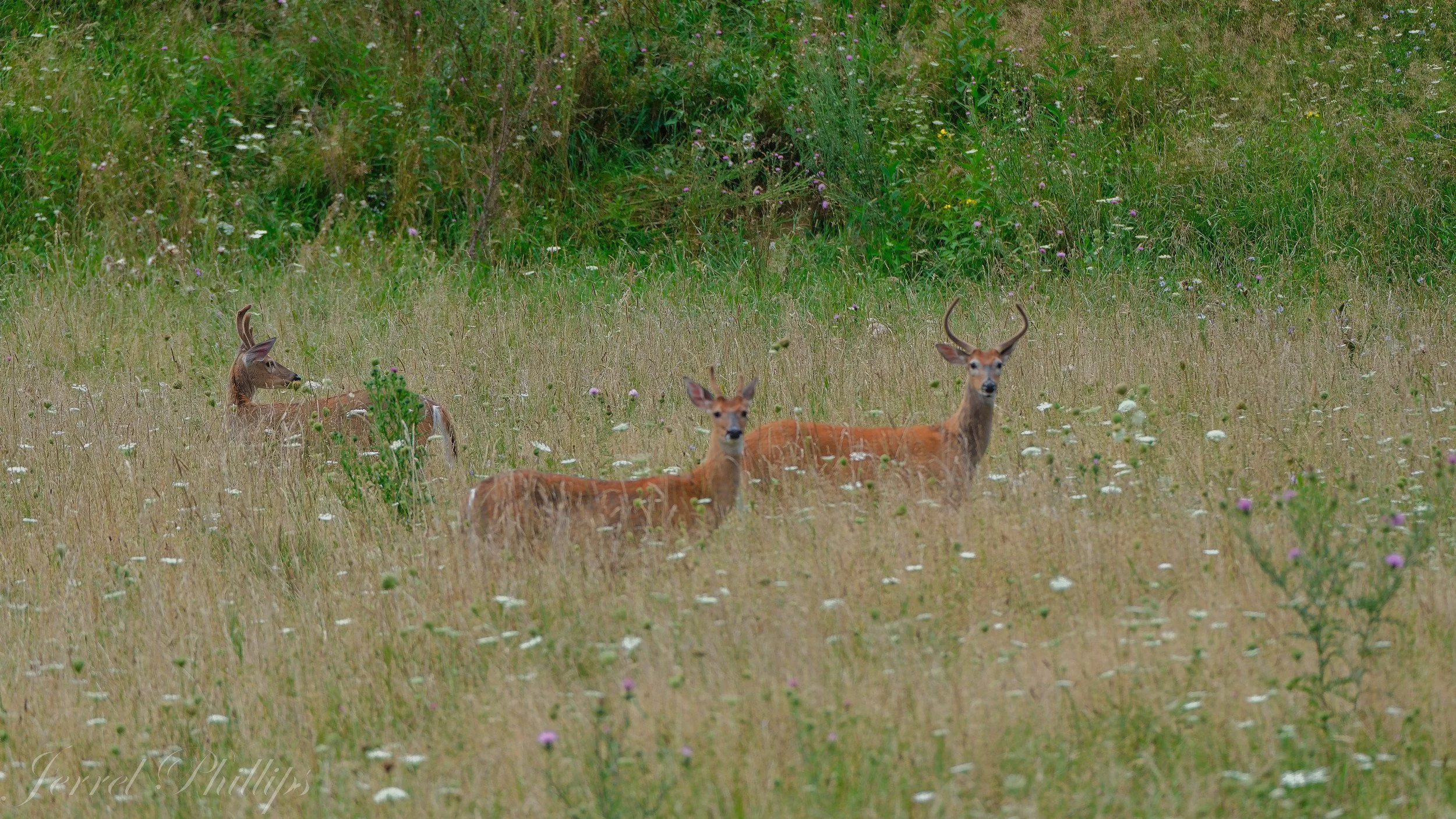 Whitetail Deer in Early Summer