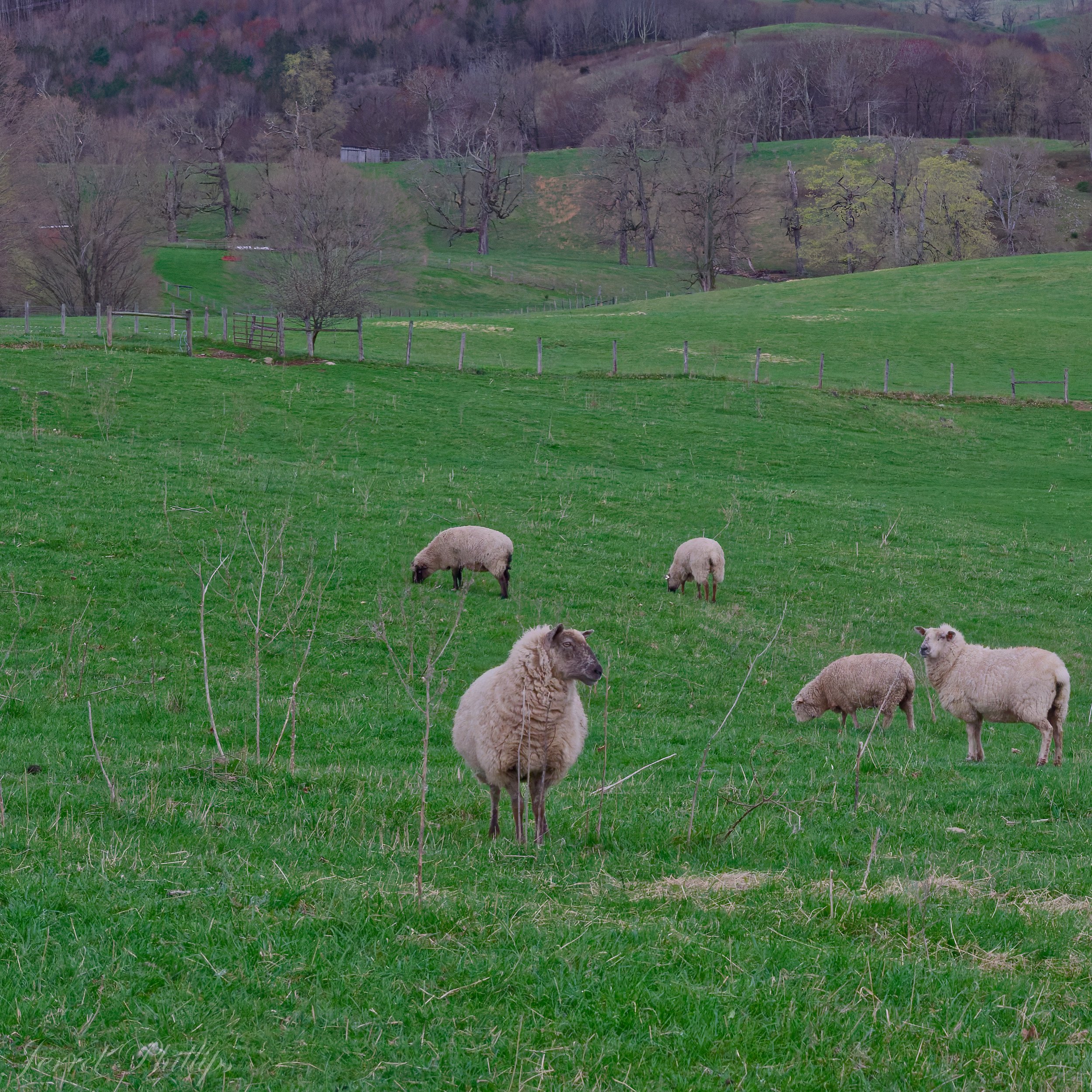 Sheep Enjoying Spring
