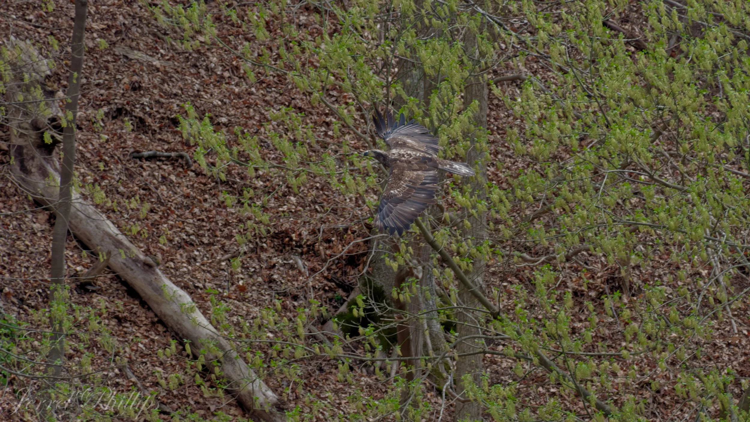 Juvenile Bald Eagle in Eastern West Virginia