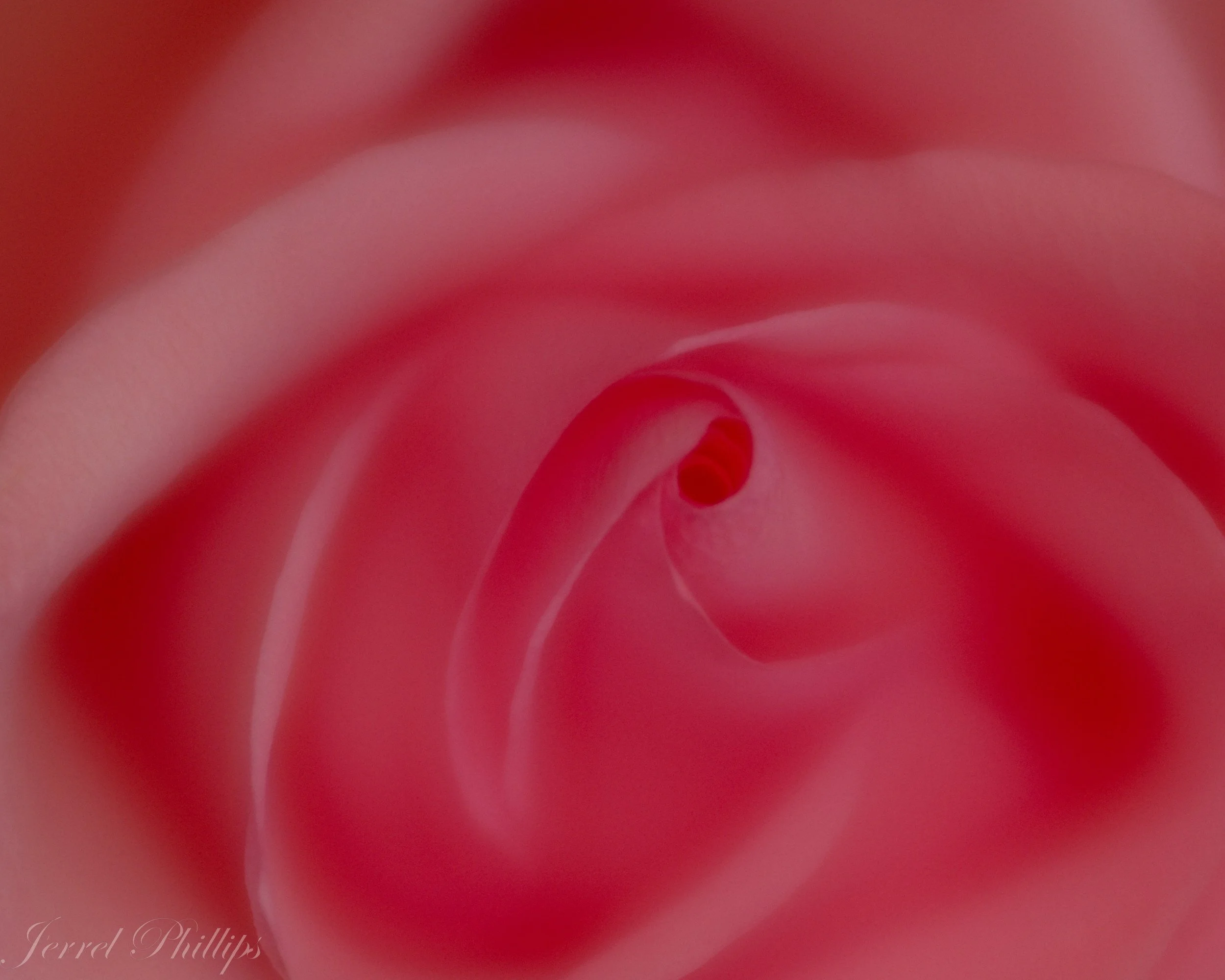 Rose Macro
