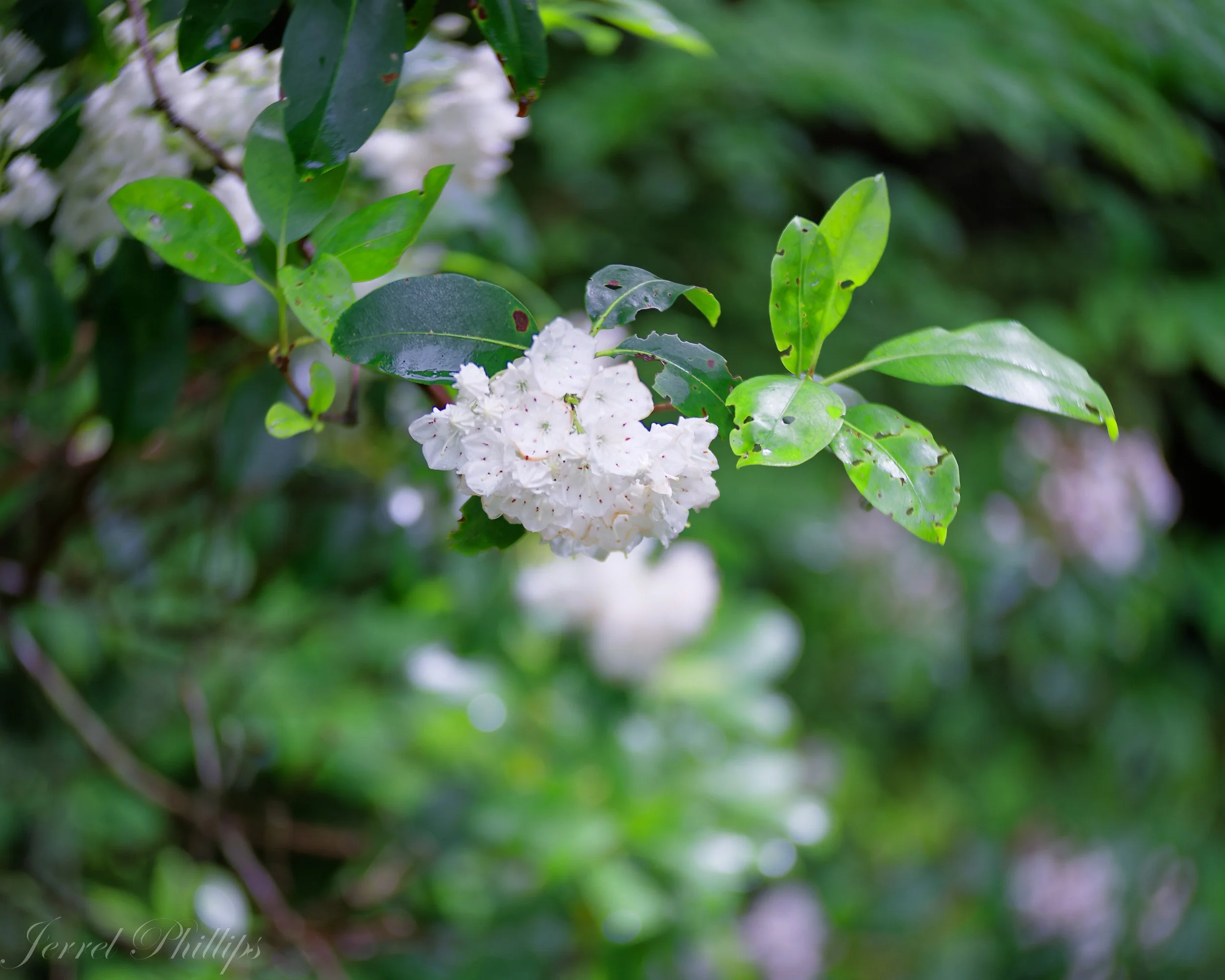 Mountain Laurel in June