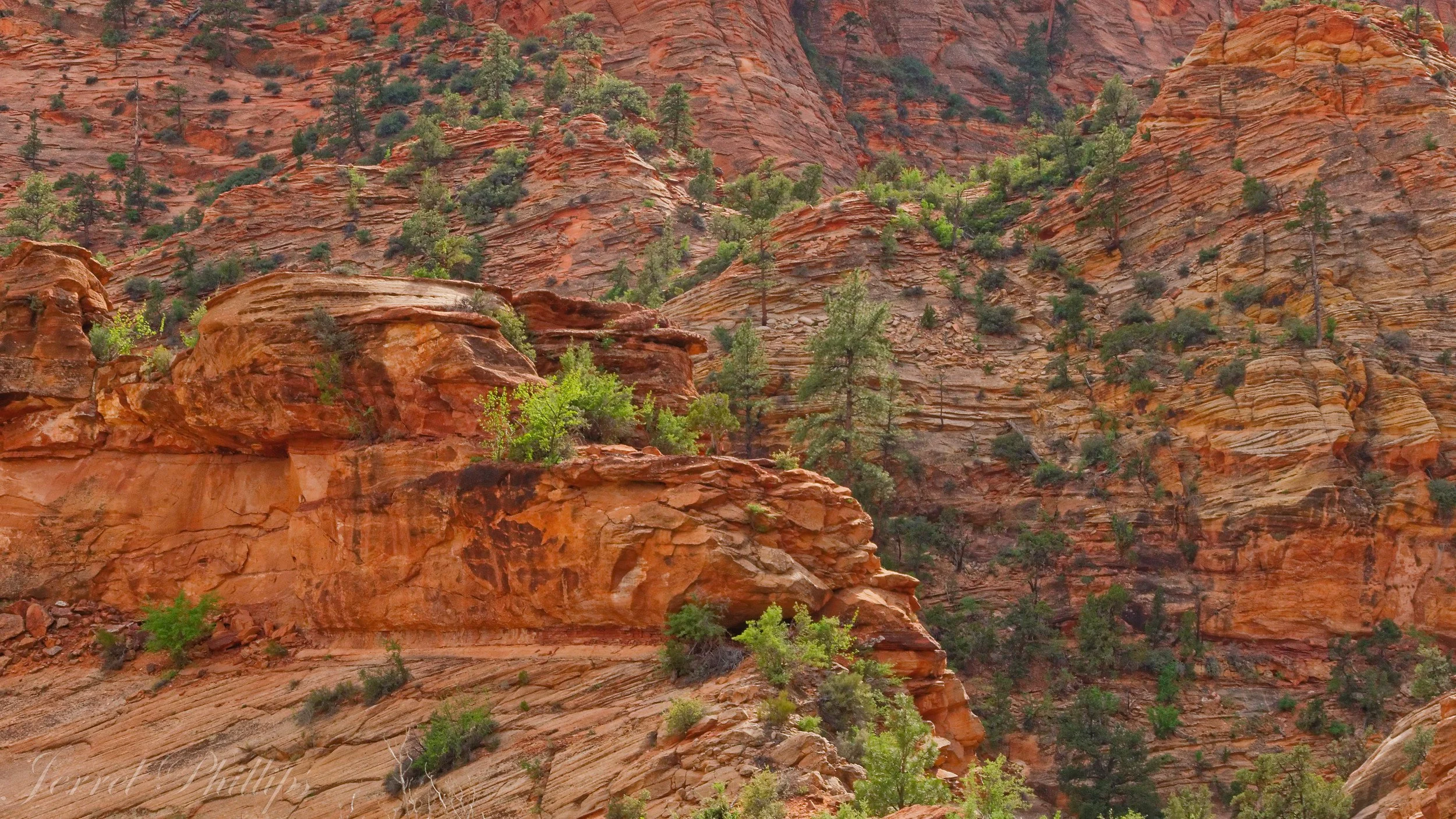 From the Canyon Overlook Trail-8