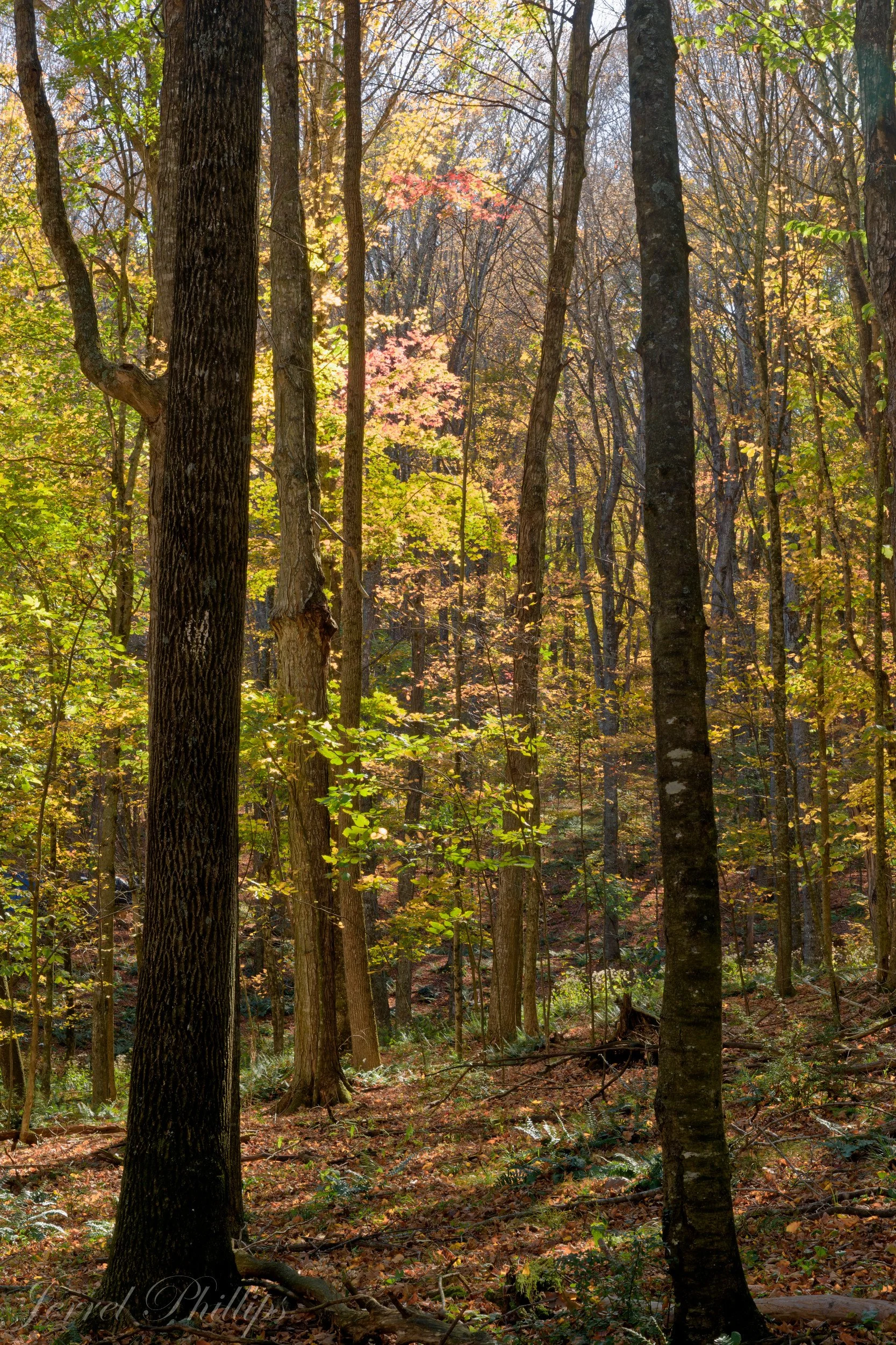 Woodlands in the Fall